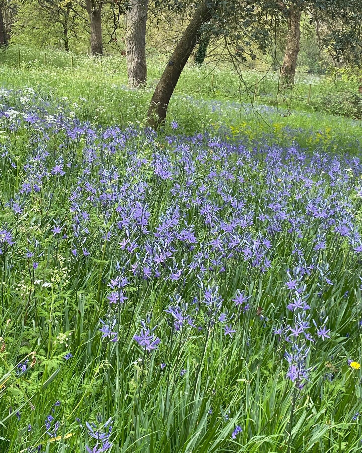 Not #bluebells #kew #kewgardens #green #plants #nature