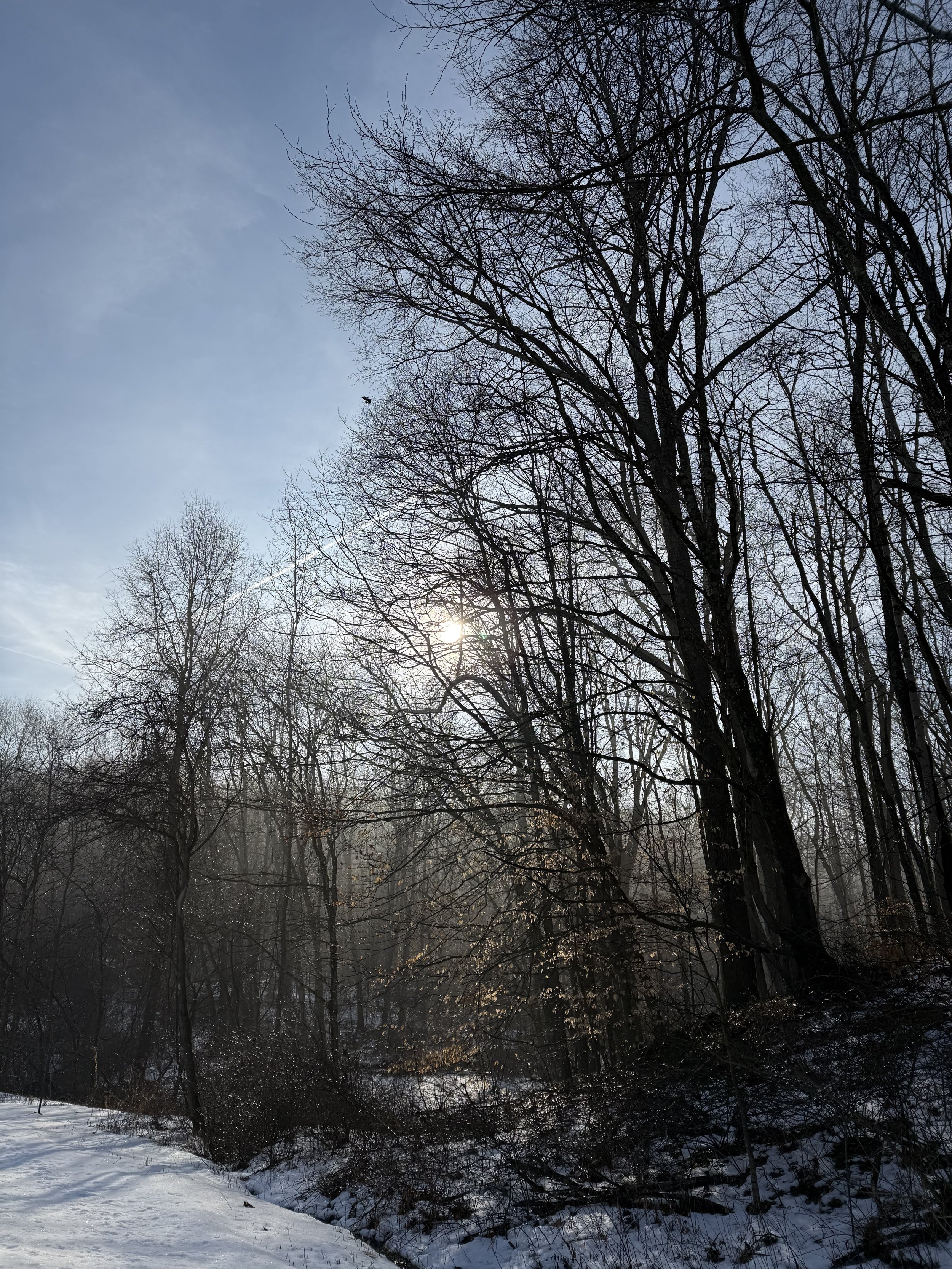 The Leaves of Lent (2/23/26