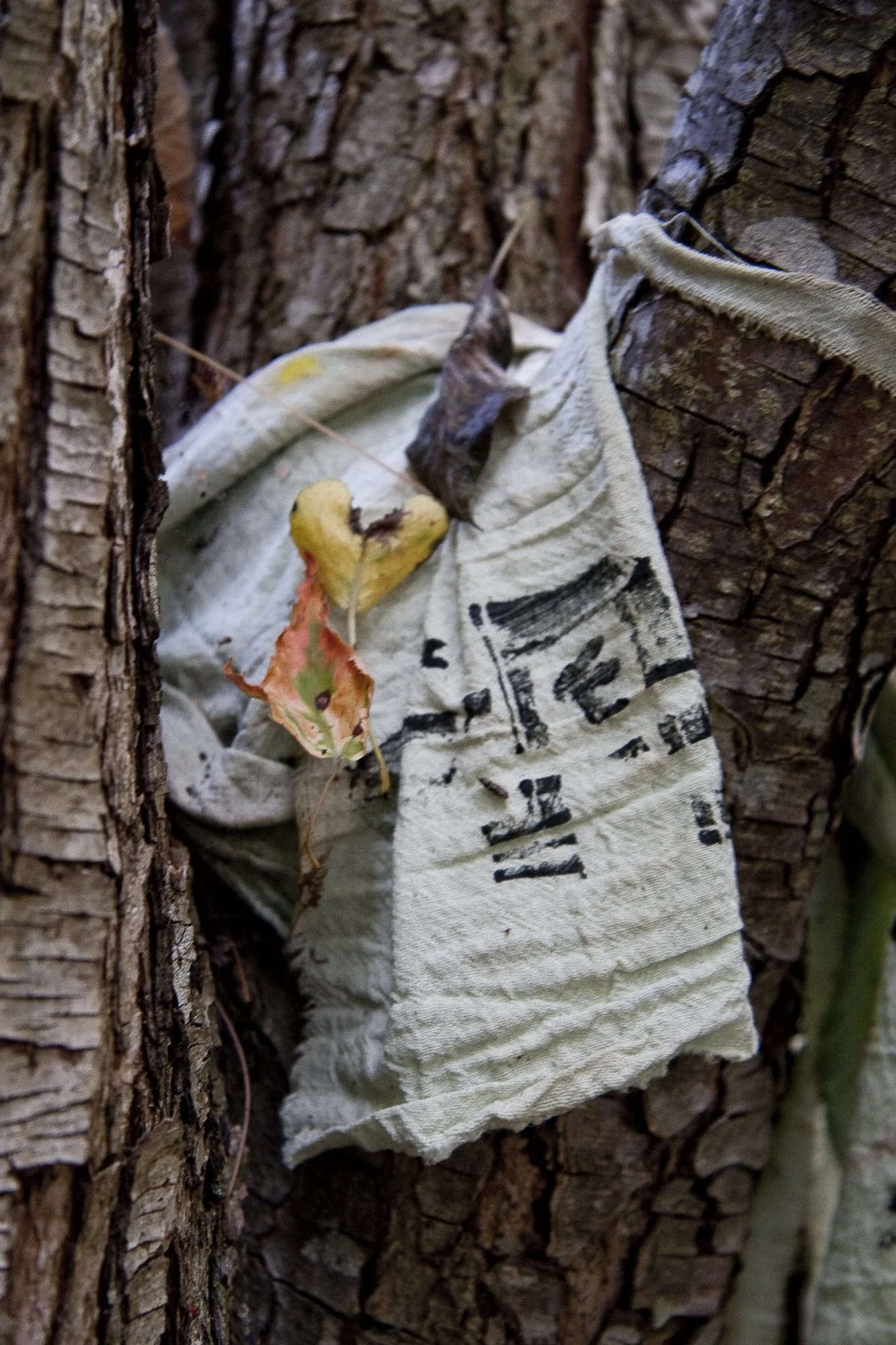 Prayer flag on a tree