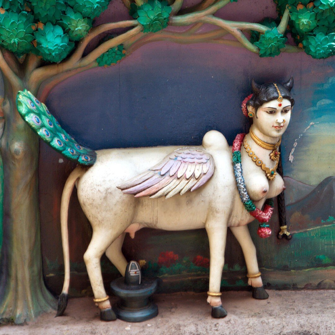 I love this image of Kamadhenu, the Cow of Plenty, from Hindu mythology (sculpture from Batu Caves Malaysia Photo by Christian Haugen, wikimedia commons). Kamadhenu, mother of all cows, is the cow who grants all wishes. Cows are associated with ferti