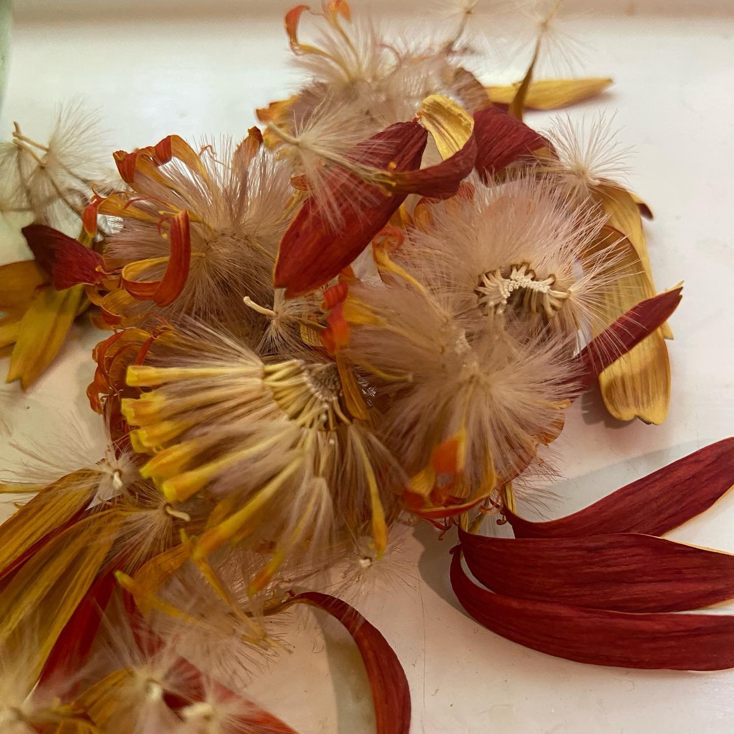This flower disintegrated on my windowsill today. So birdlike