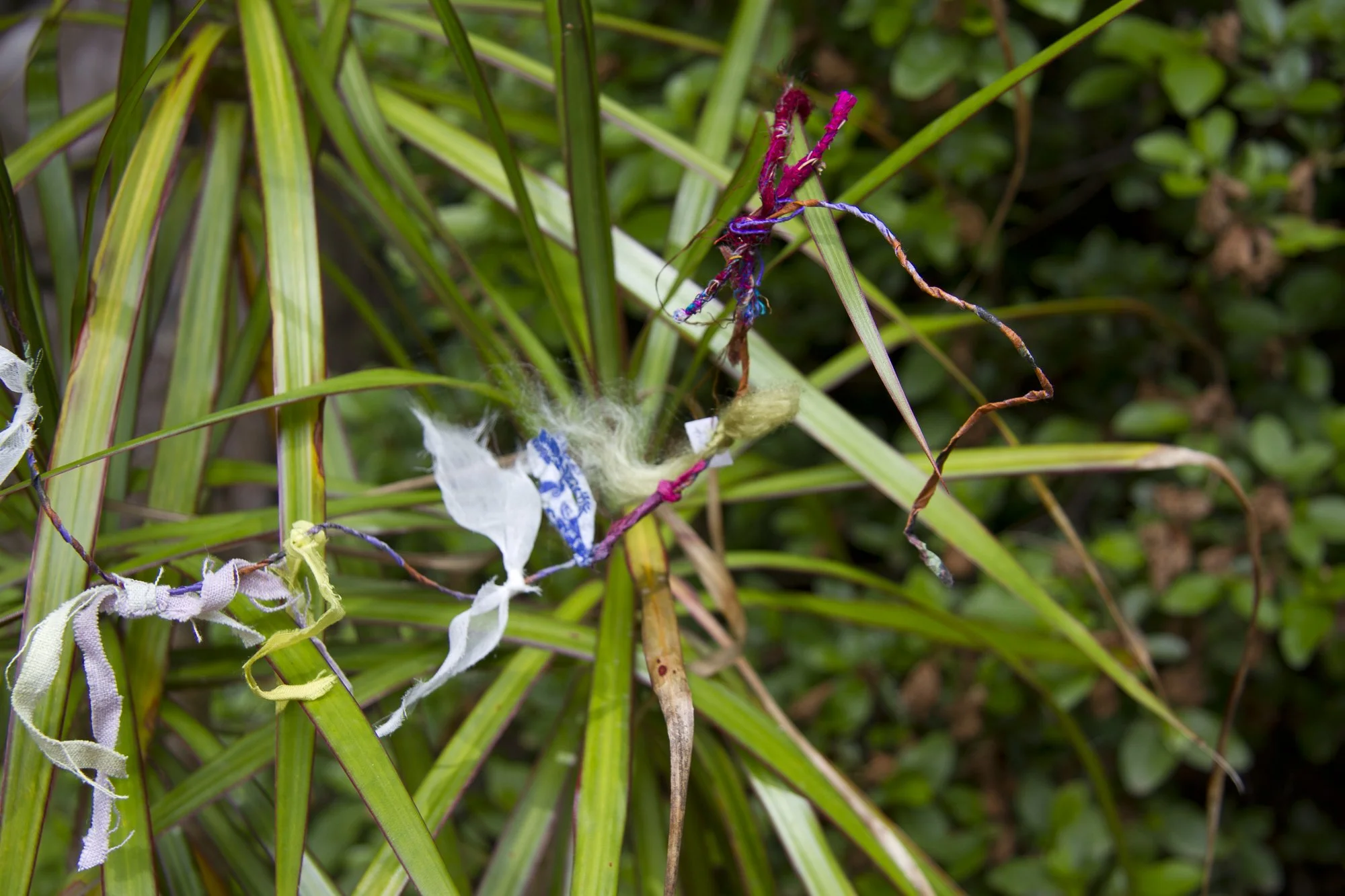Tiny prayer flags on a yucca plant