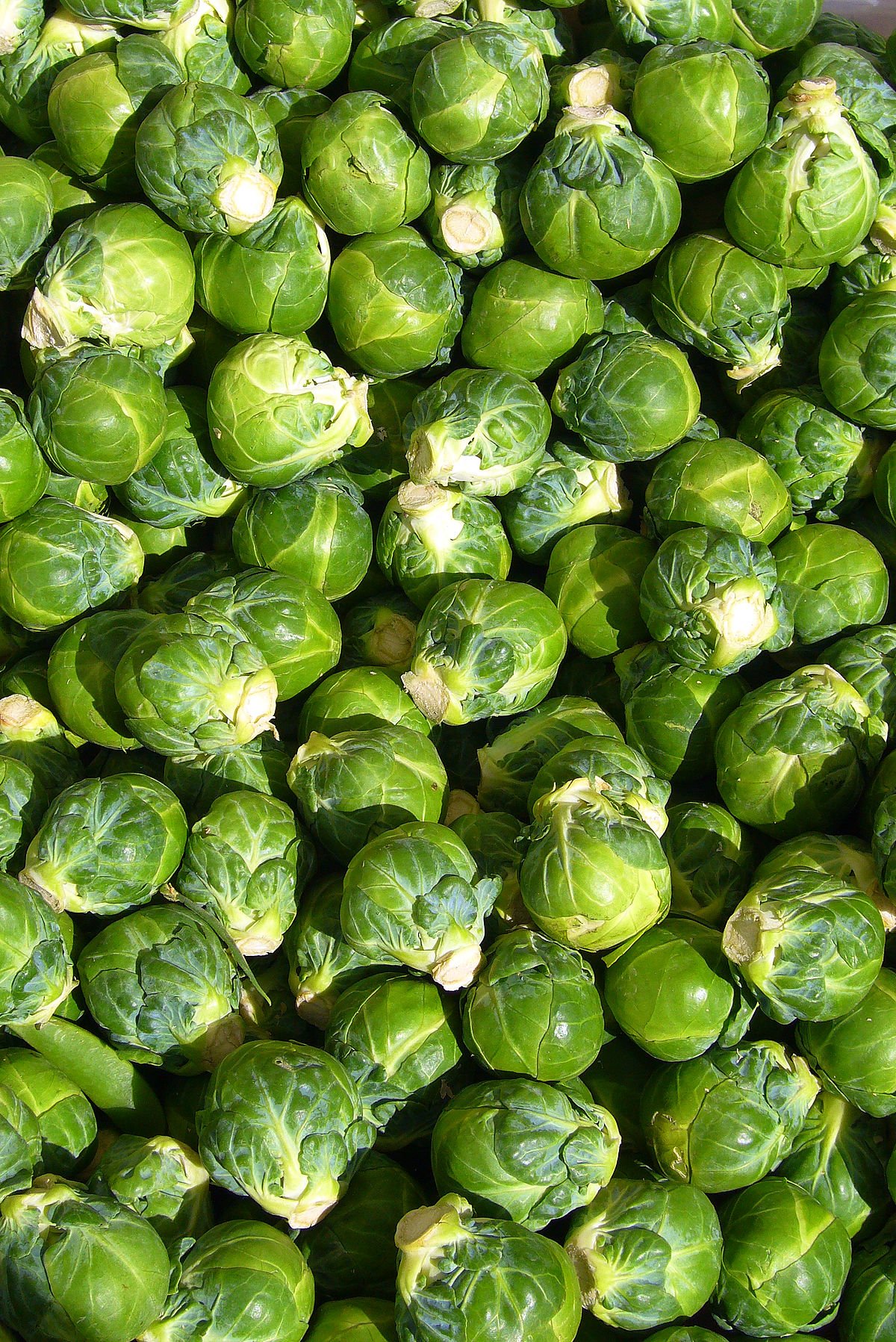 1200px-Brussels_sprout_closeup.jpg