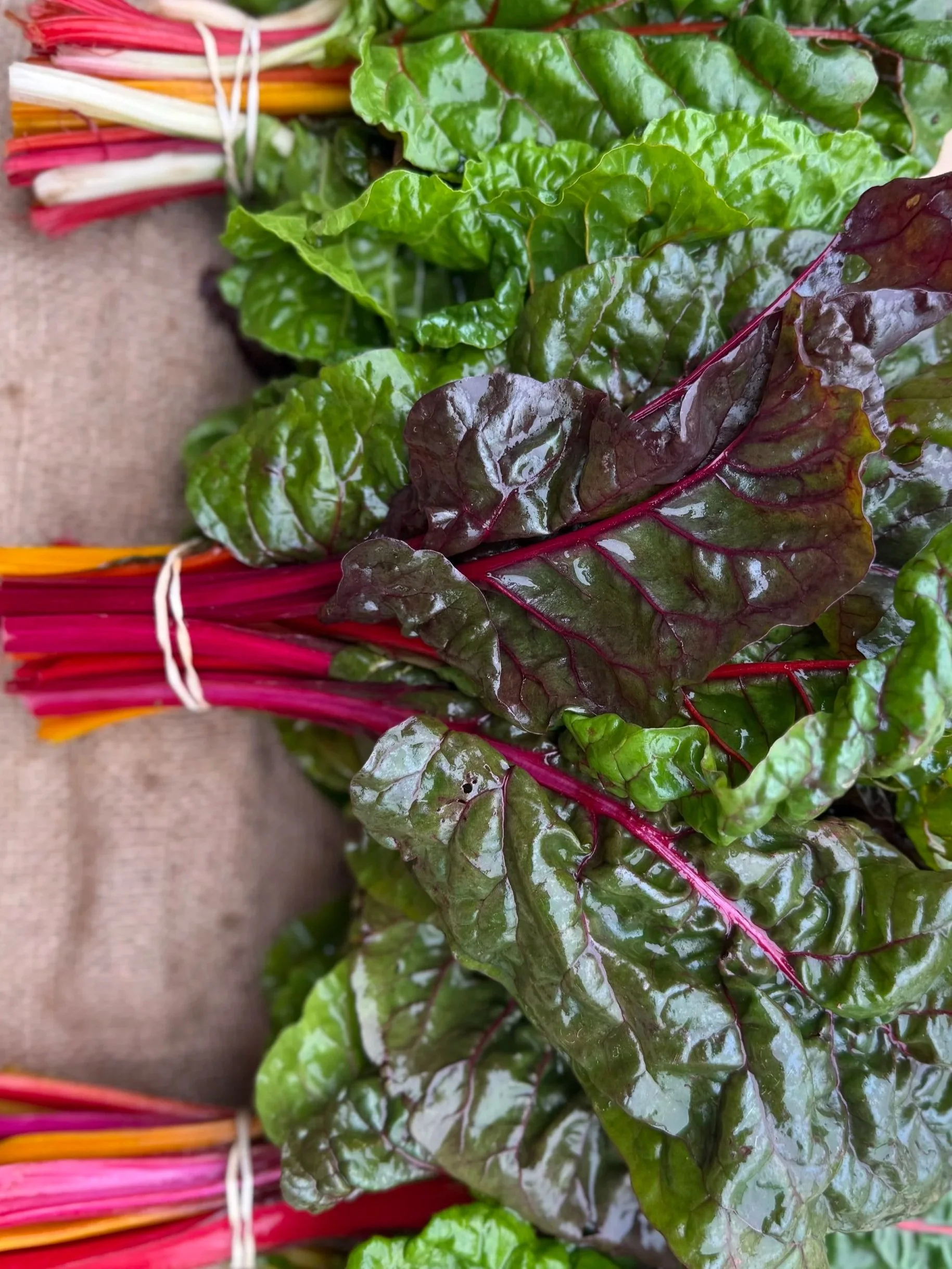 RAINBOW CHARD