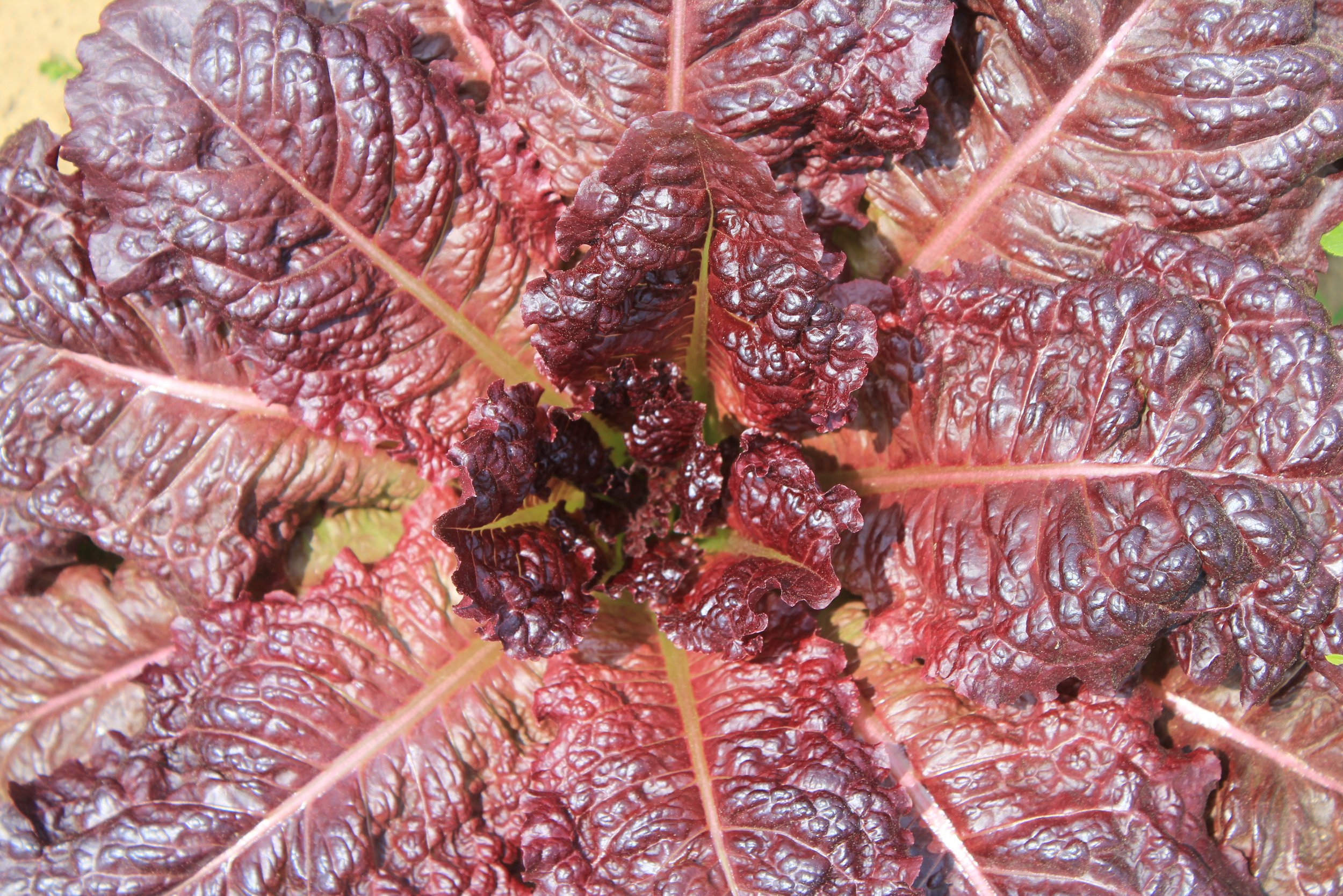 SL Red Lettuce.JPG