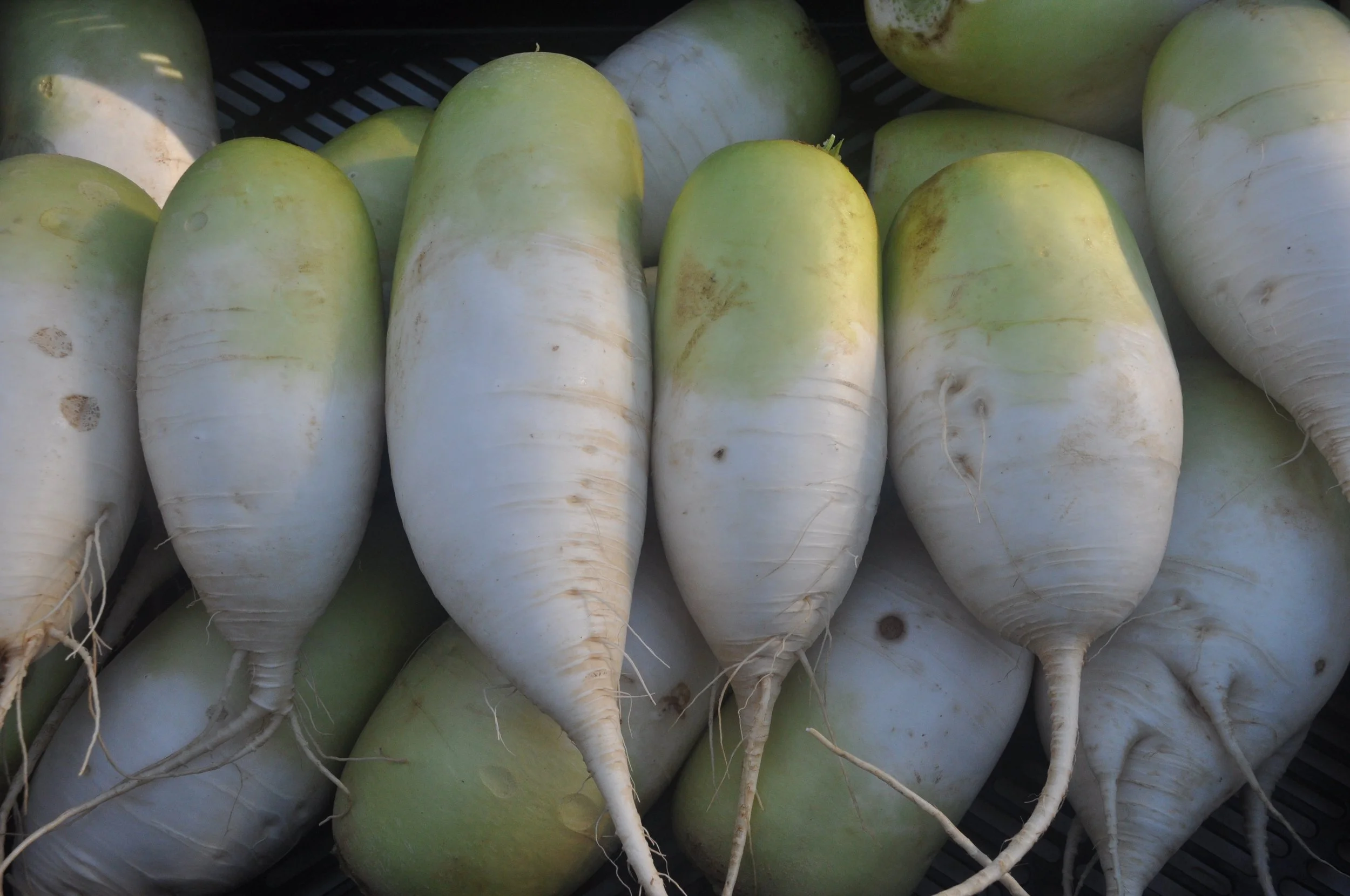 KOREAN MOO RADISH