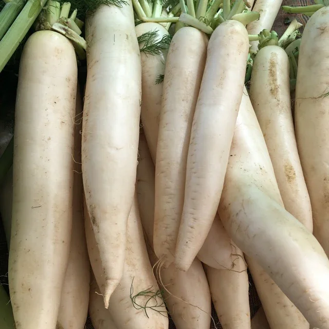 DAIKON.webp