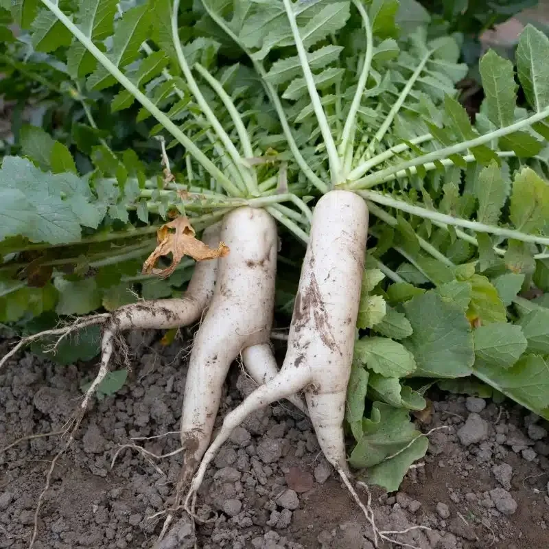 shutterstock_2053656764-Daikon-Radish.webp