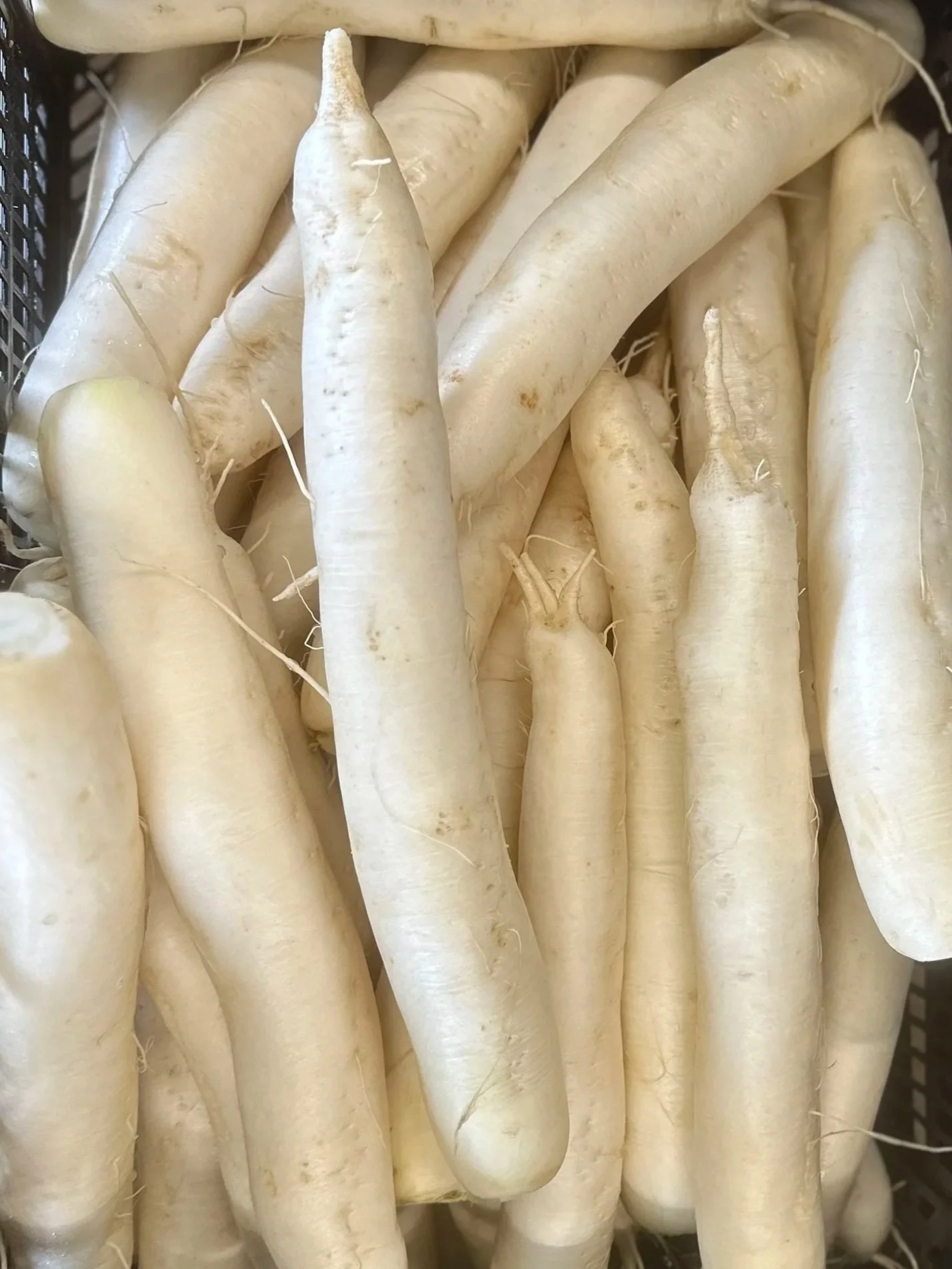 DAIKON RADISH