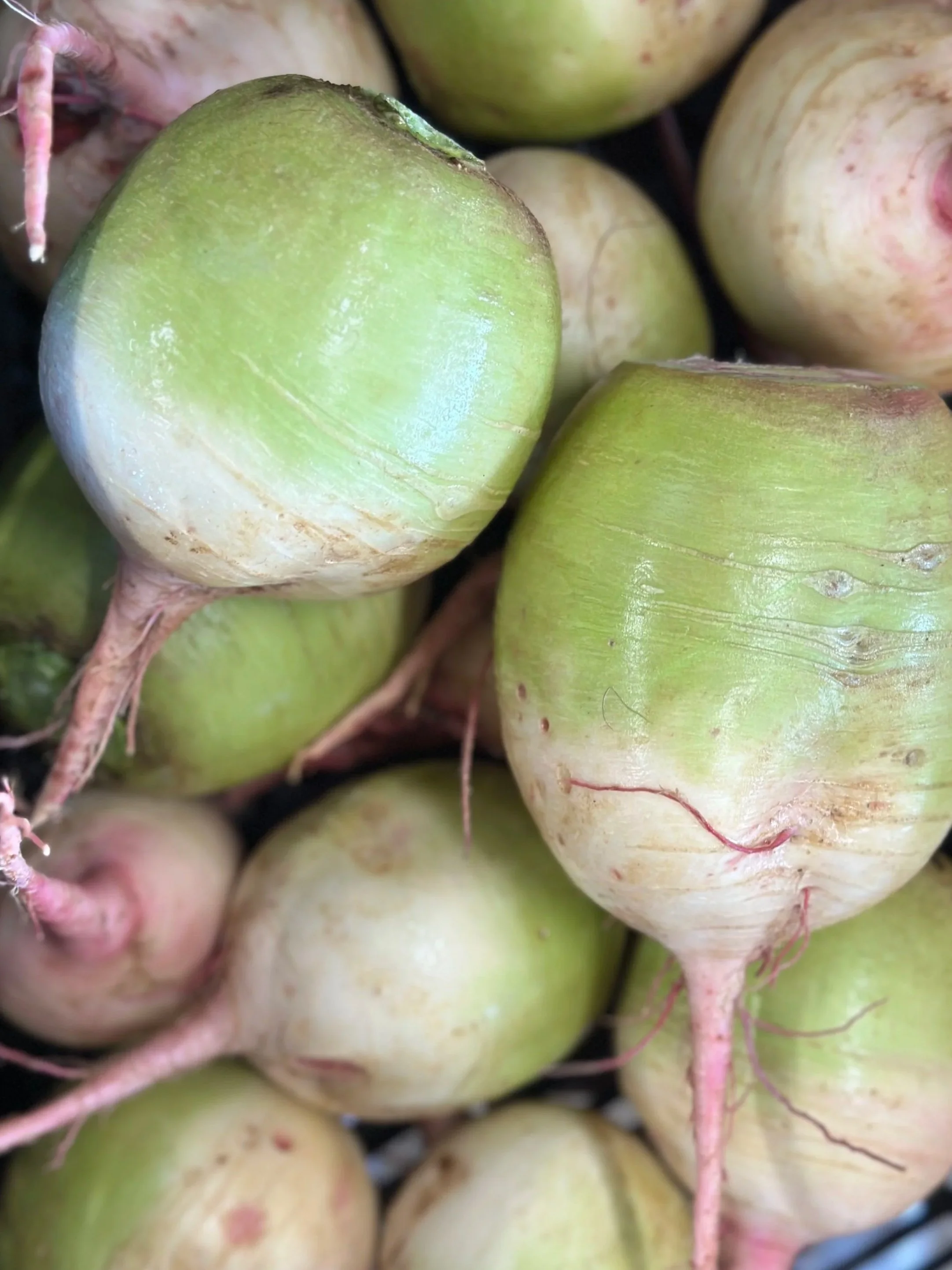 WATERMELON RADISH