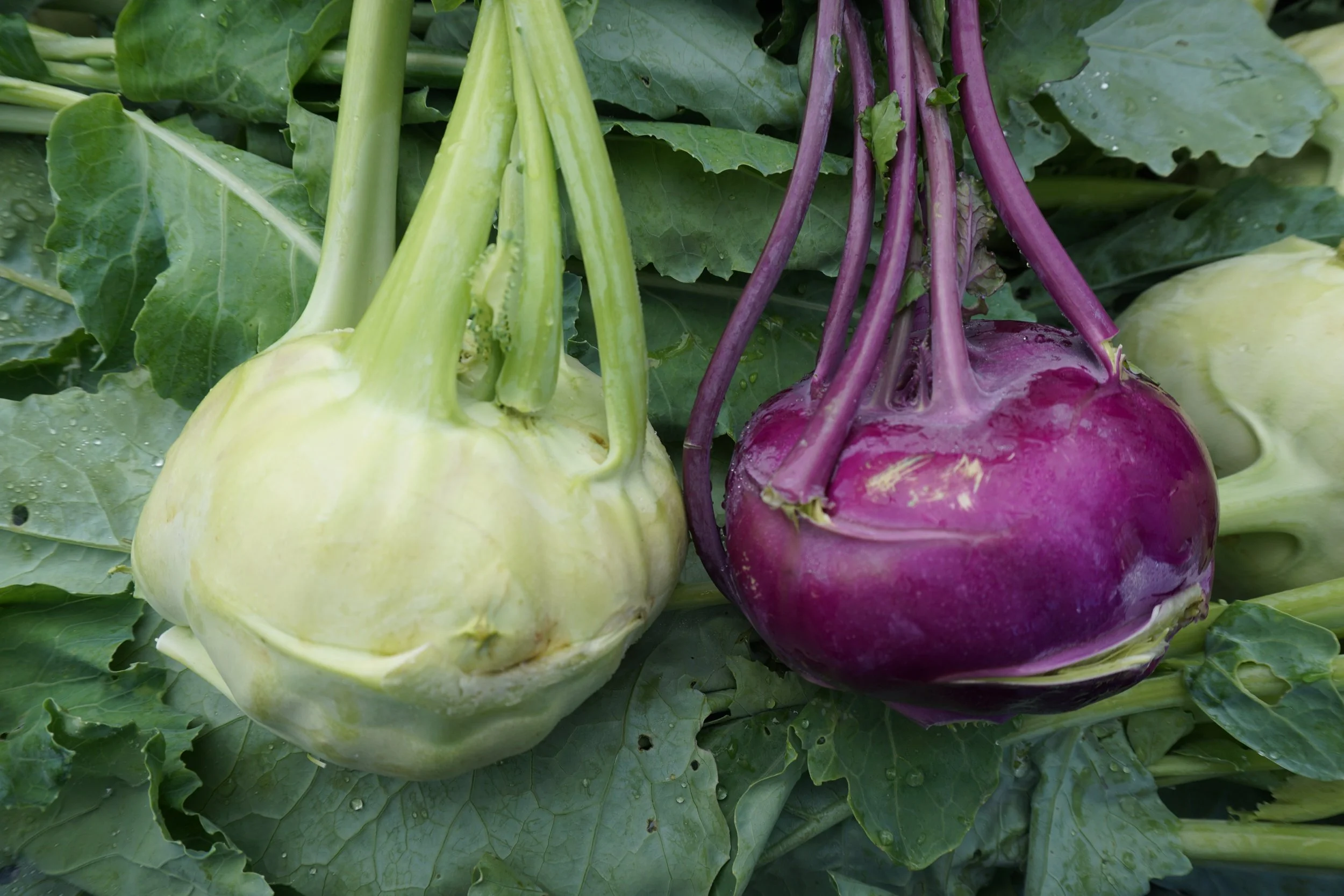KOHLRABI