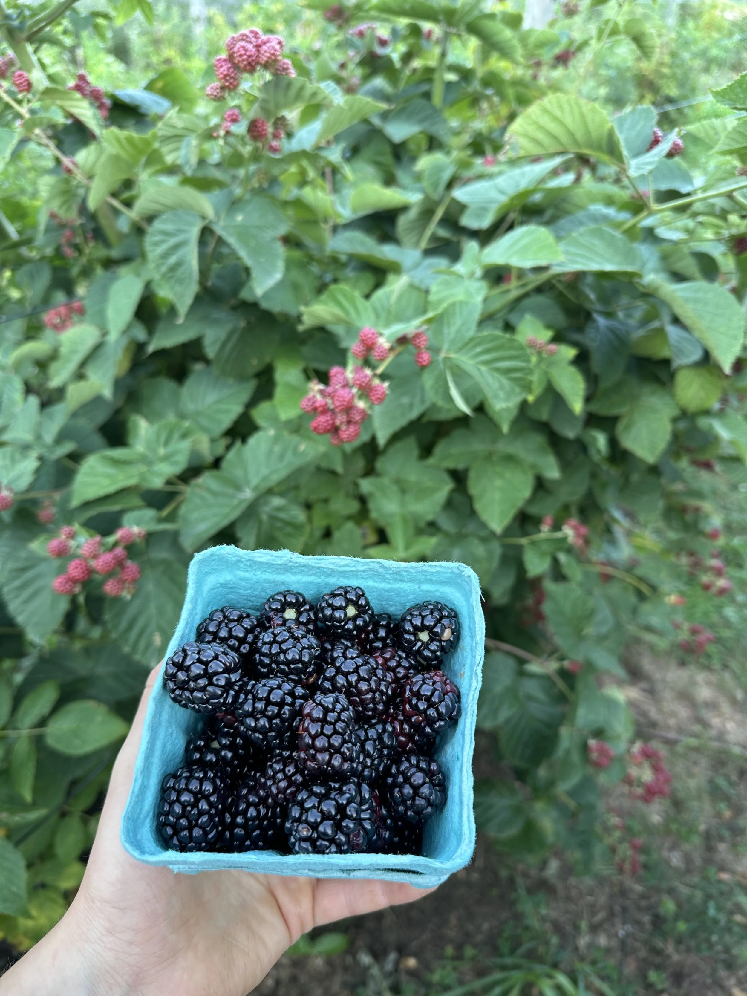 IMG_8482.jpeg