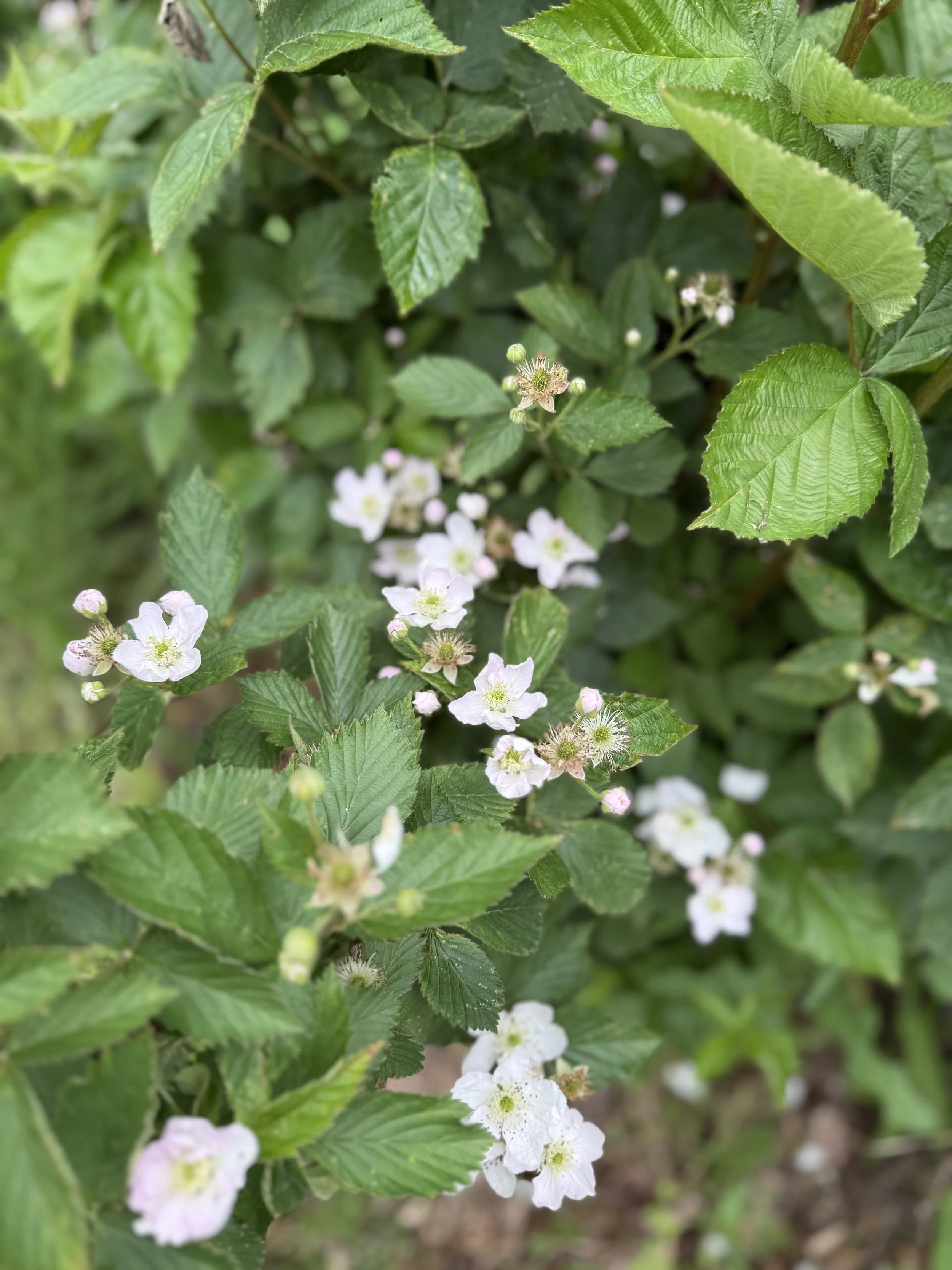 IMG_0144.jpeg