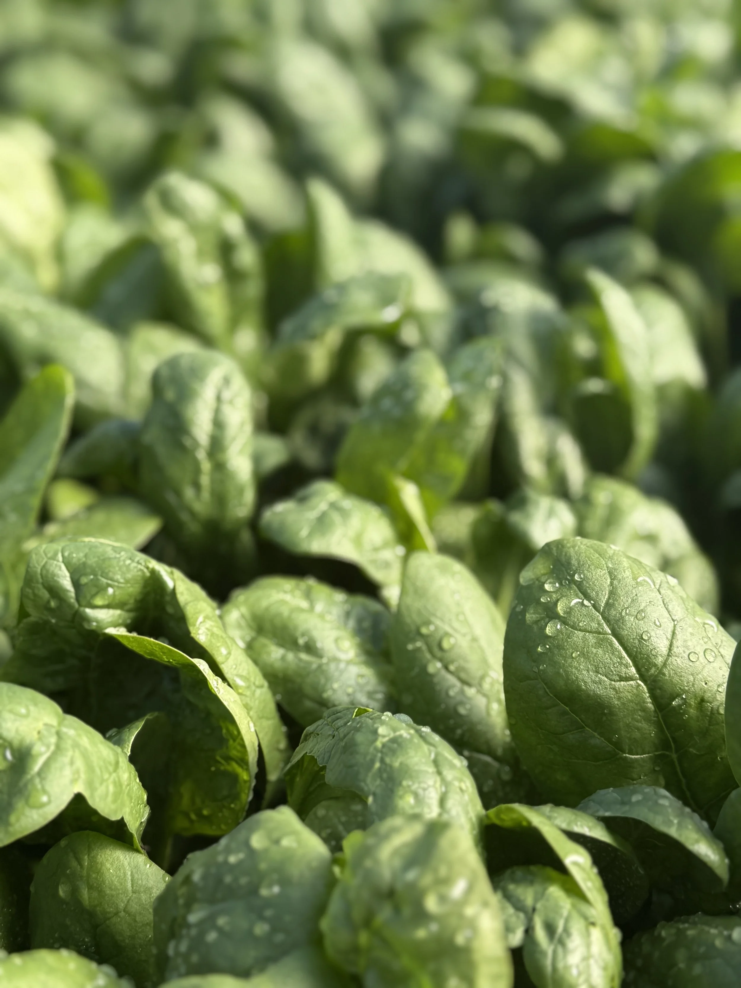 SPINACH