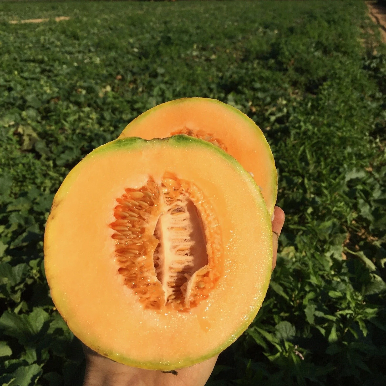 CANTALOUPE