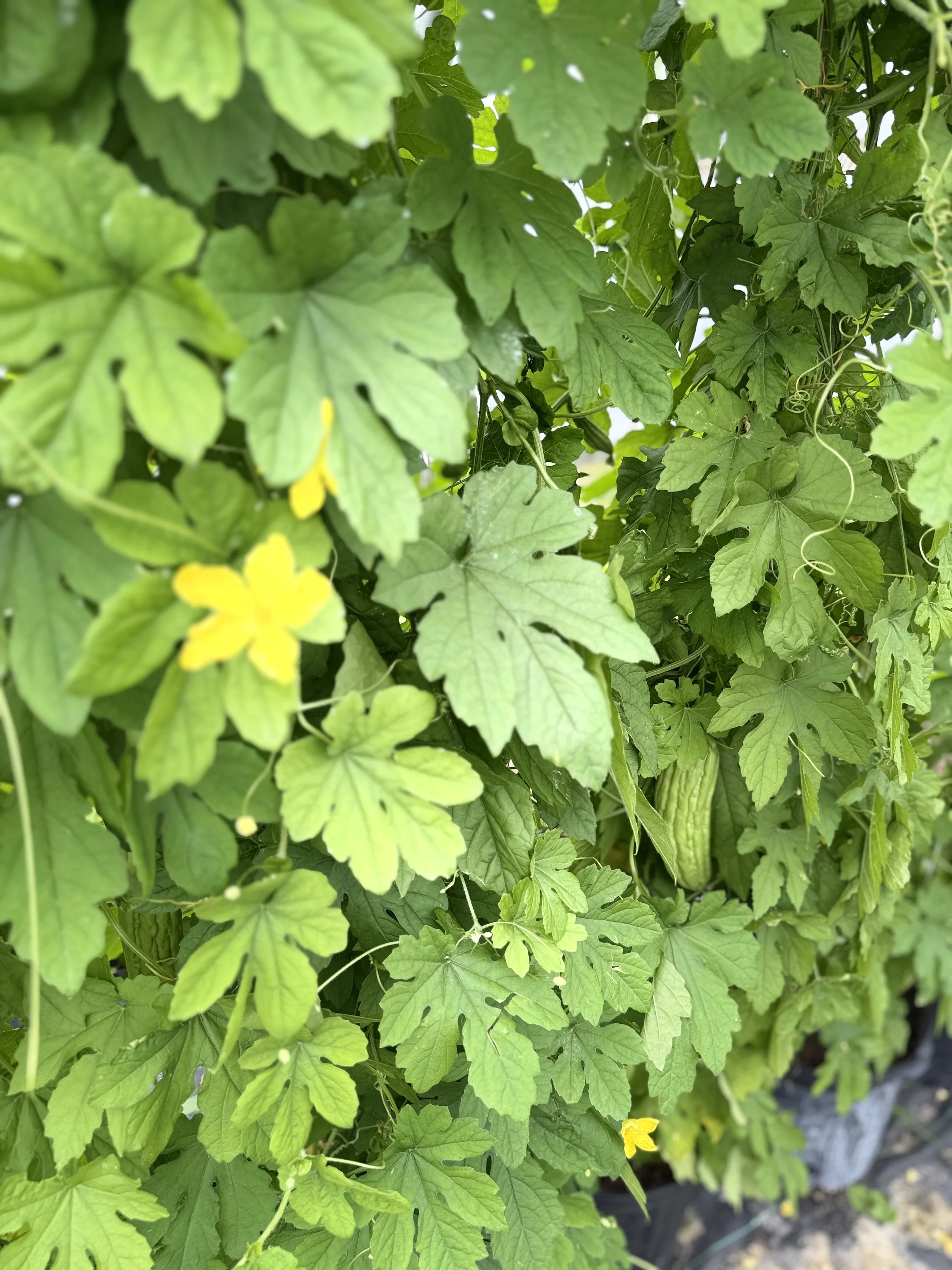 IMG_1942.jpeg