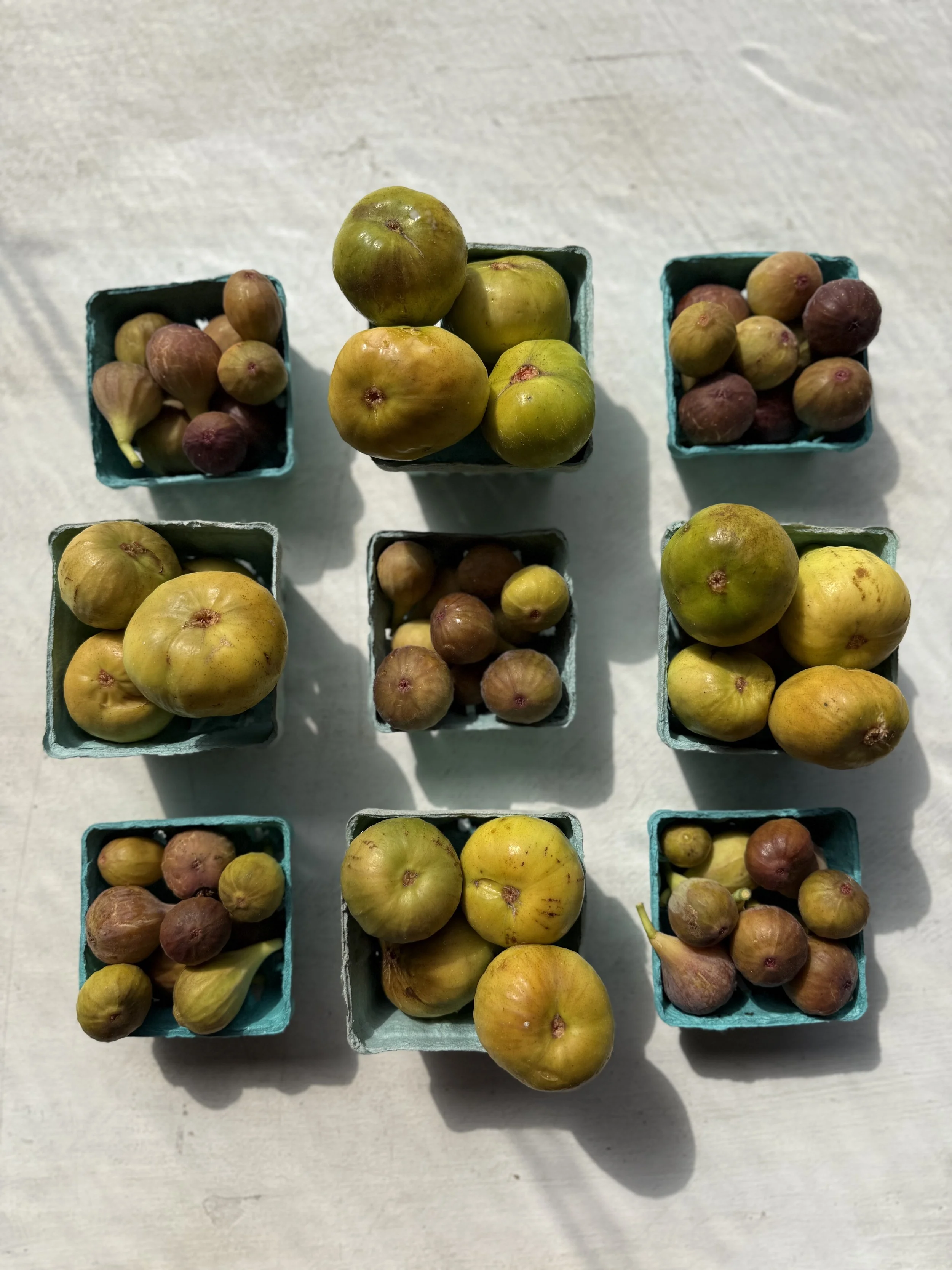 FIGS