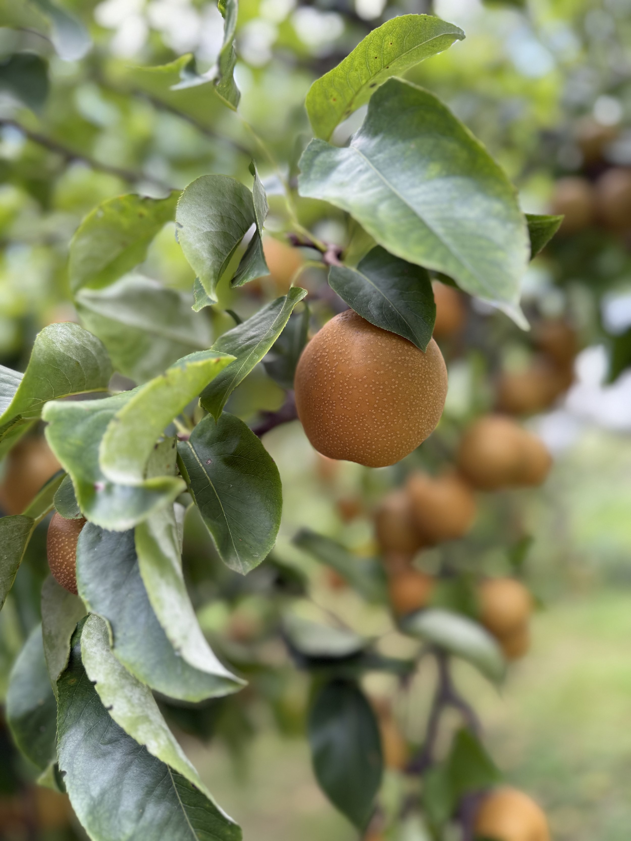 ASIAN PEARS