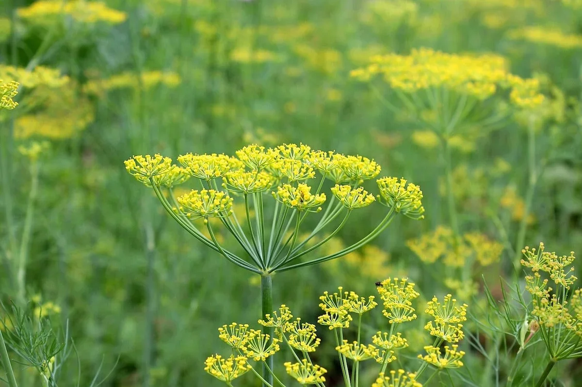 dill-flowering-1680277329459_5a1a1e0f-e1b1-4e39-a8fe-4d5c142d5aa2.webp