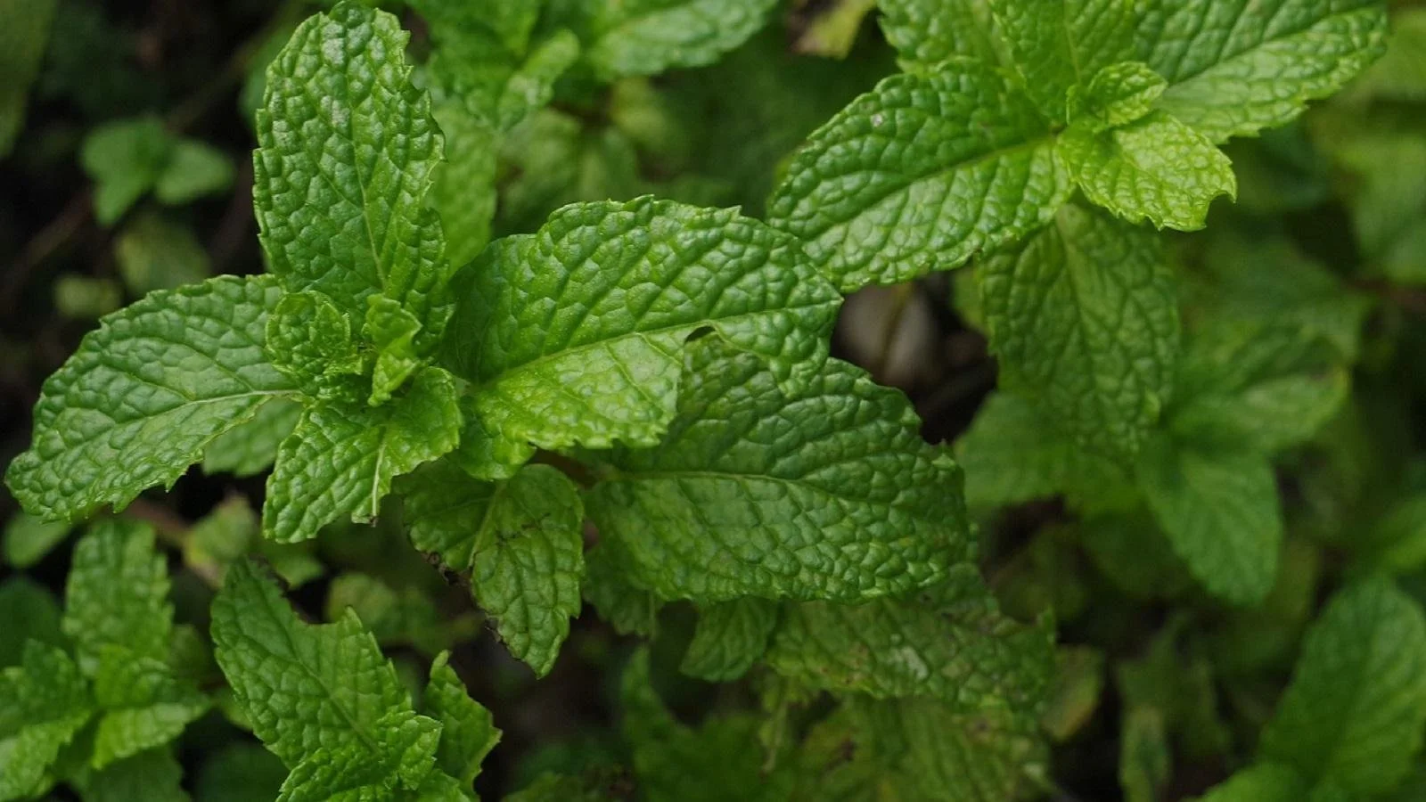hgic_herb_mint_1600.jpg