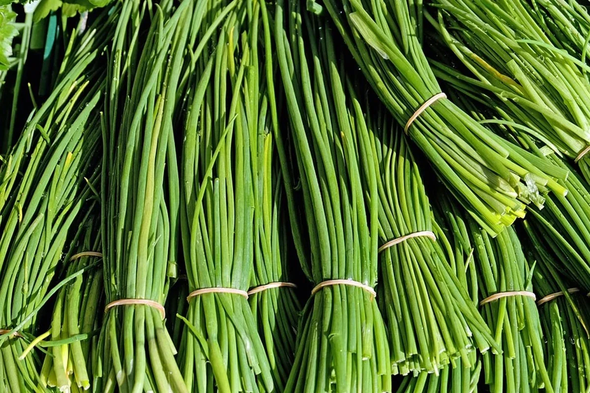 CHIVES