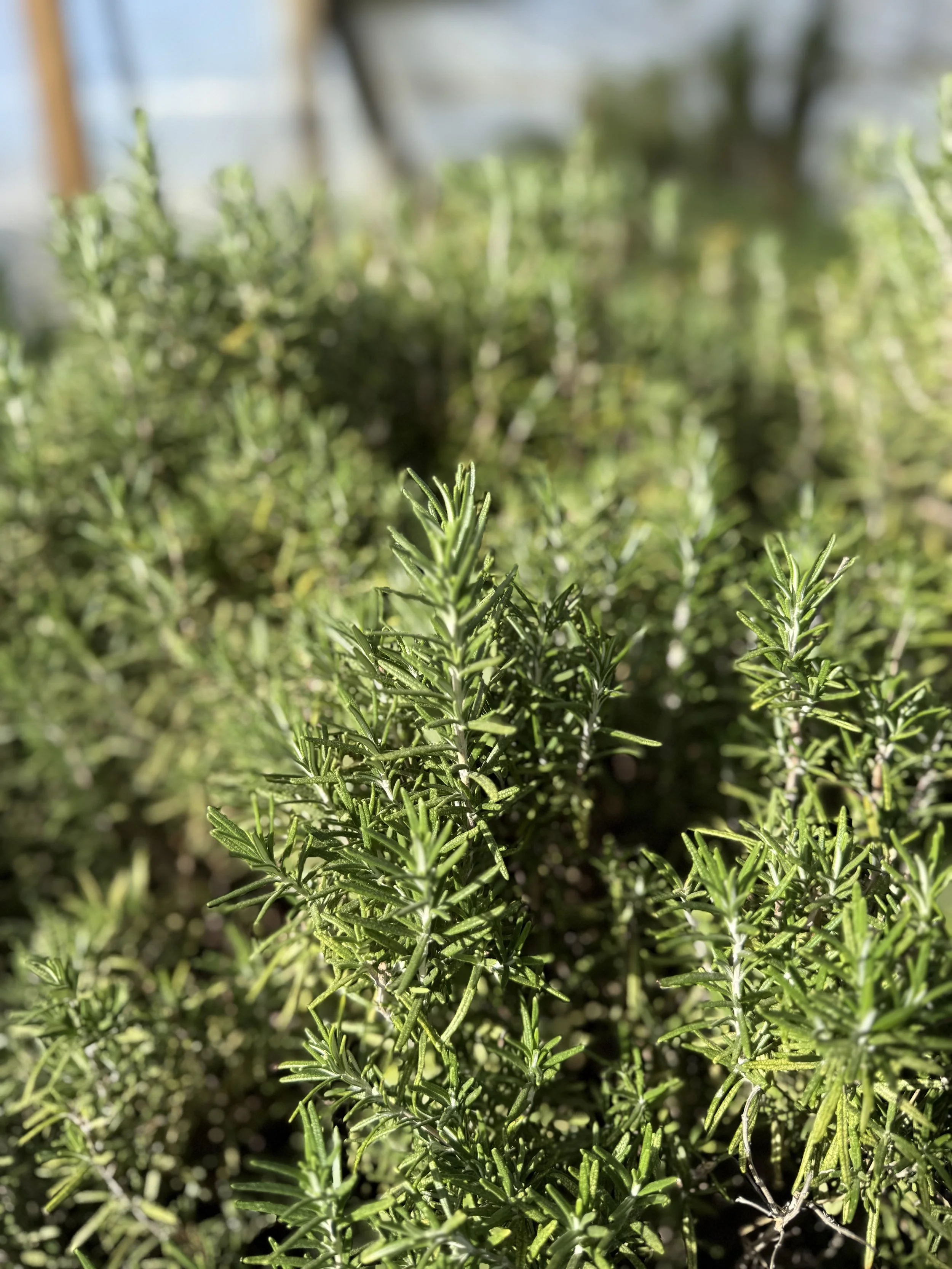 ROSEMARY