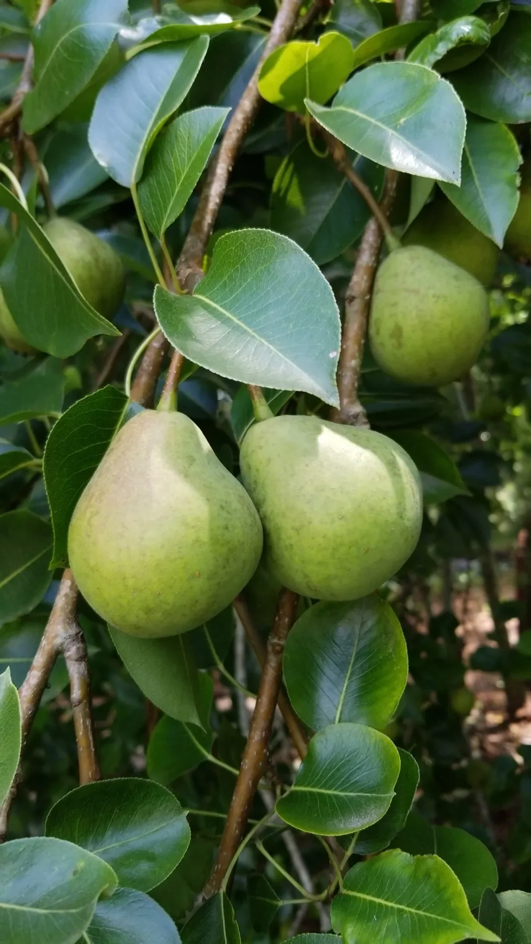 BARTLETT PEARS