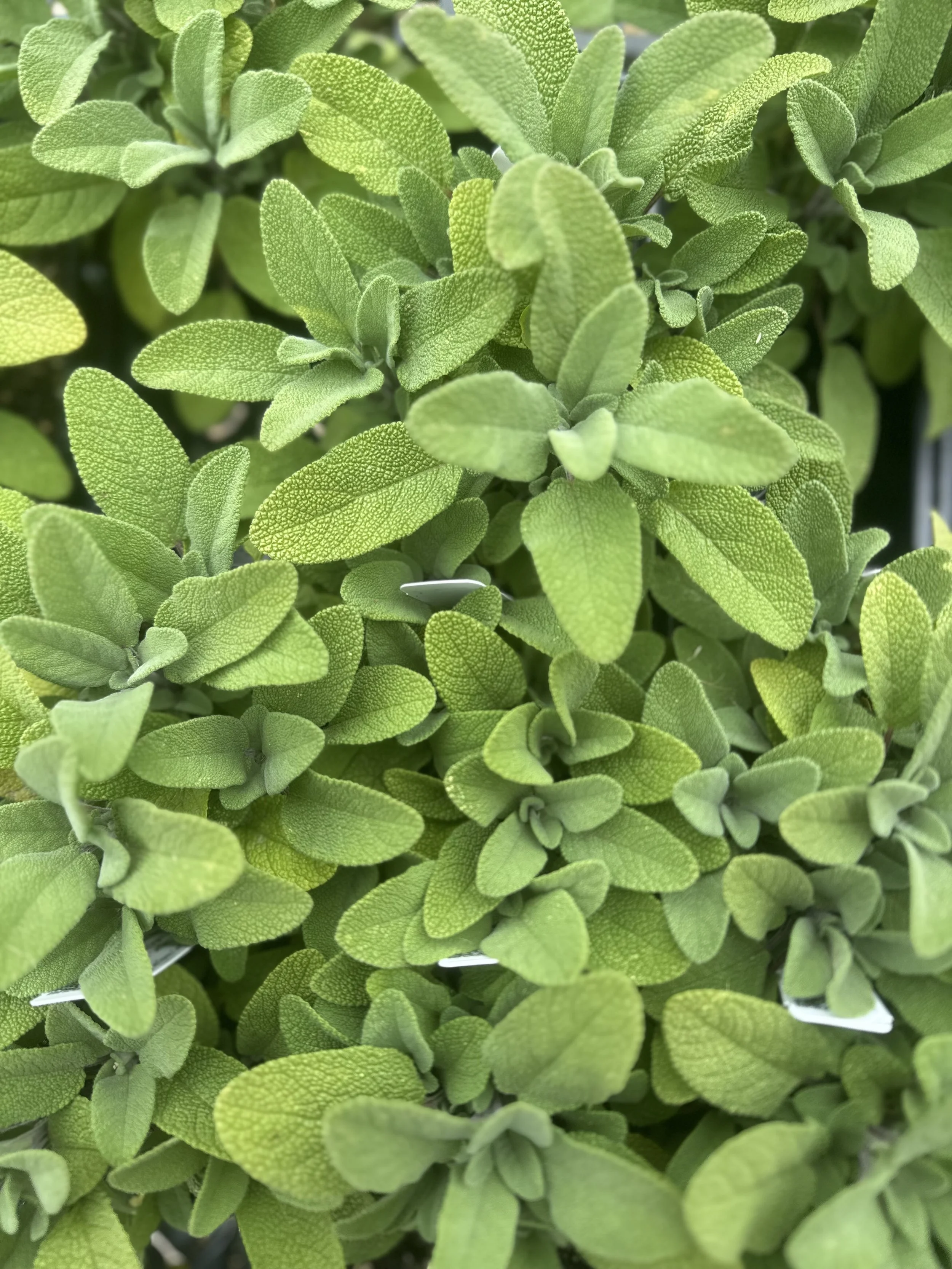 SAGE