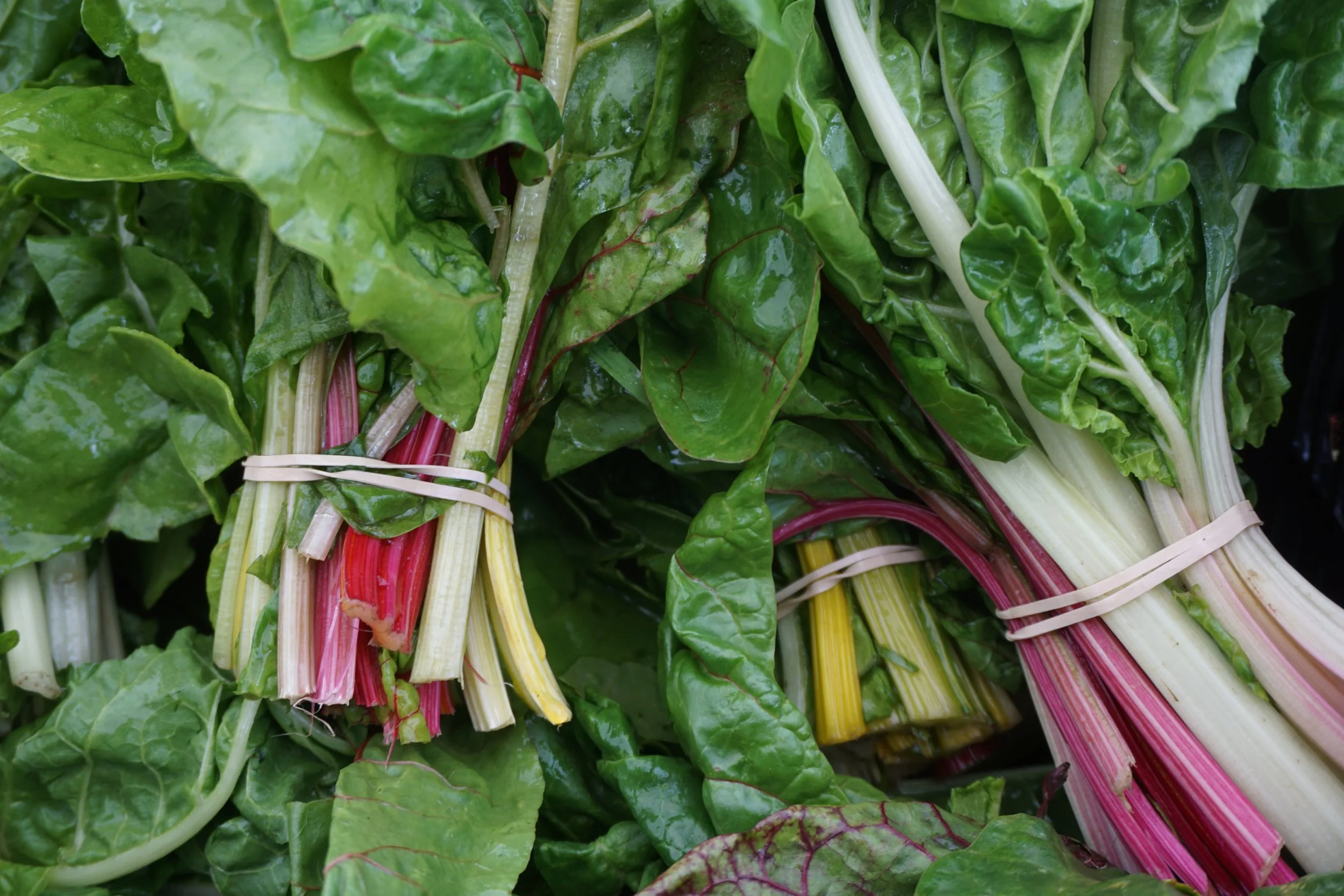 RAINBOW CHARD