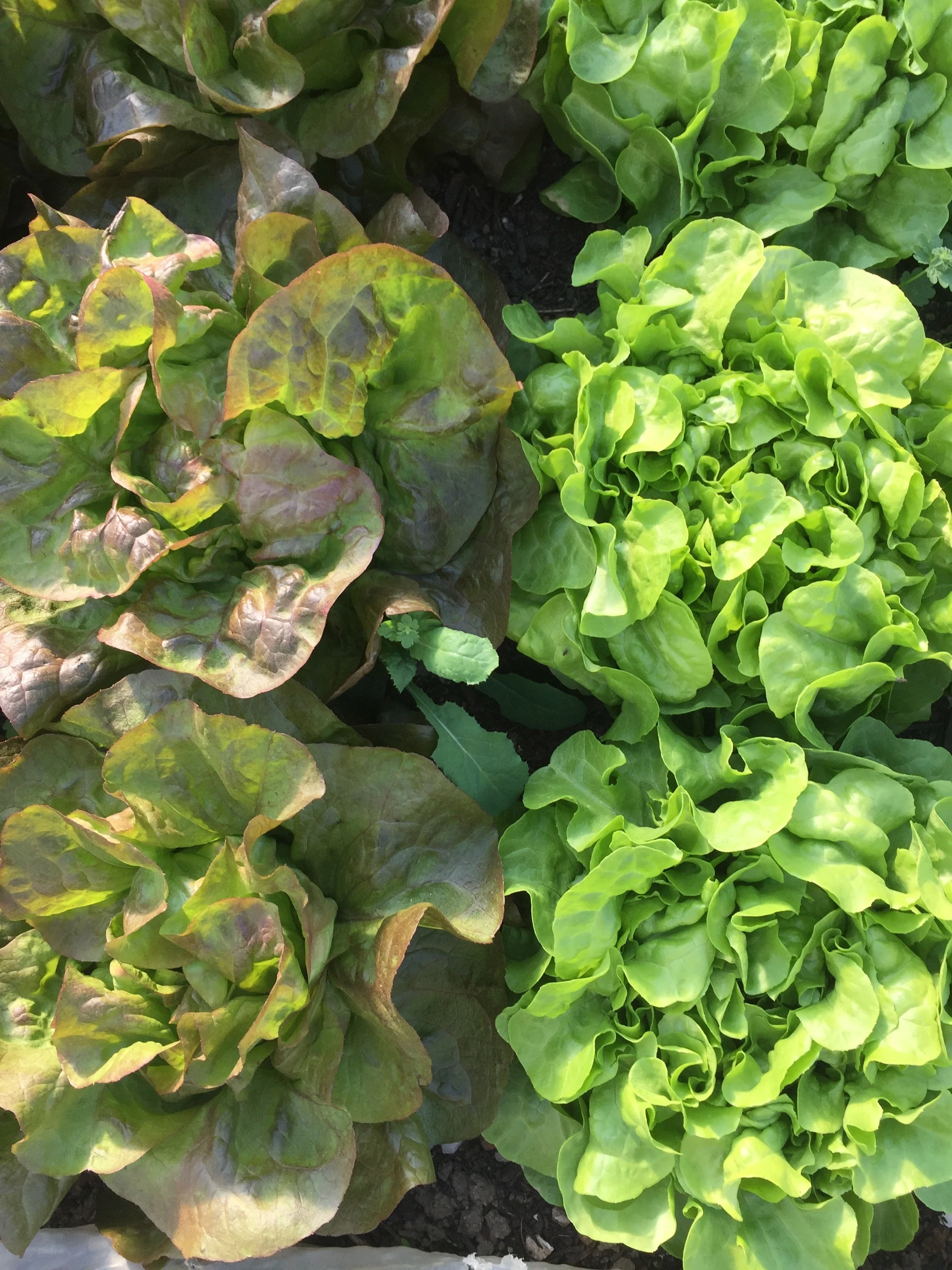 Lettuce Heads (3 Piece Mixed)