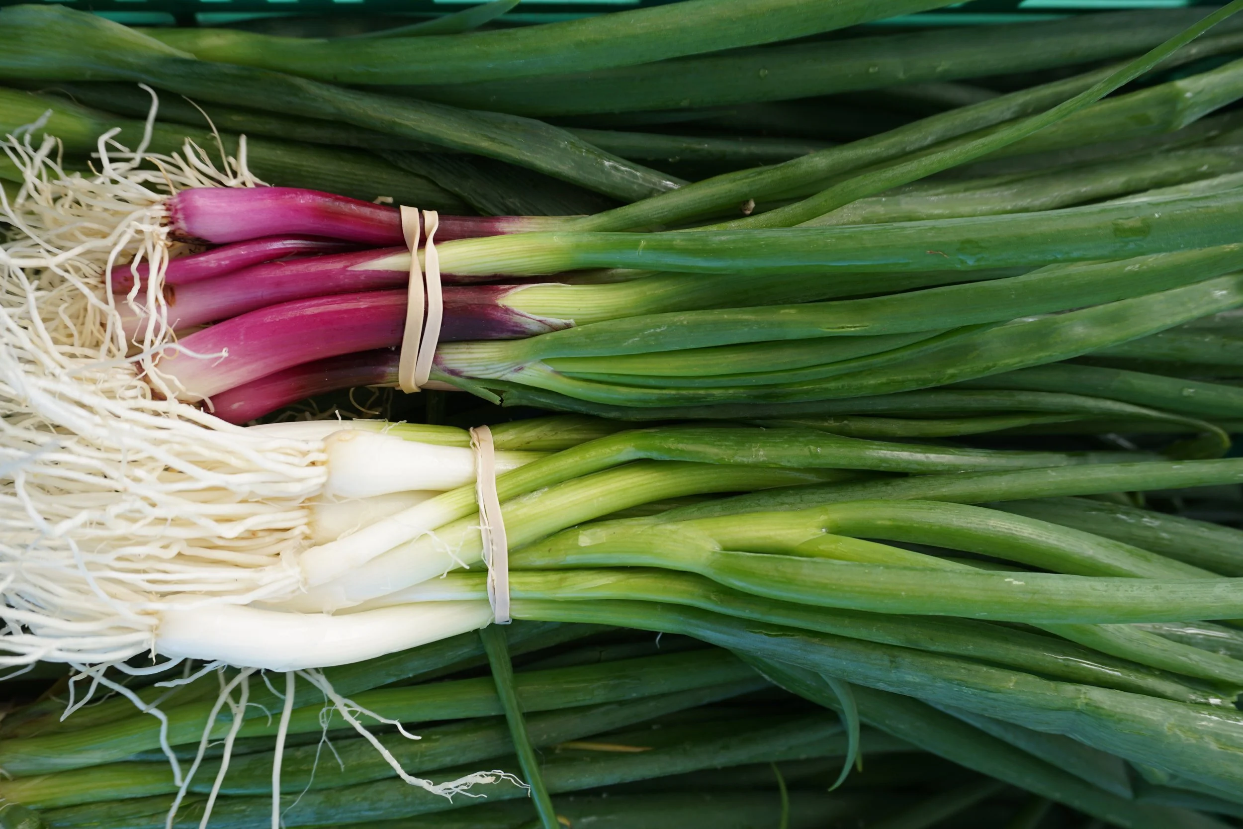 Scallions (1 bunch)