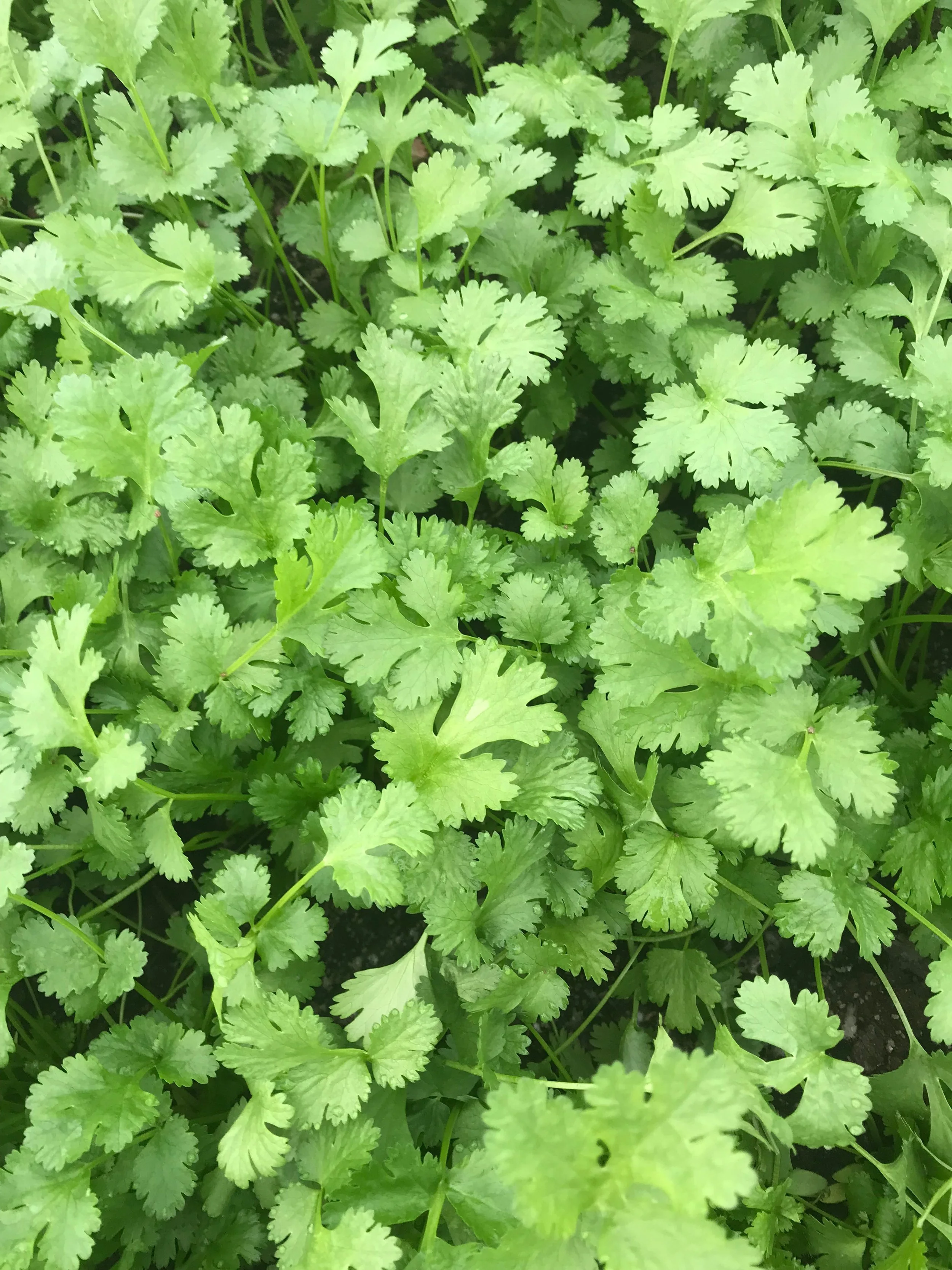 Organic Cilantro  (1 bunch)