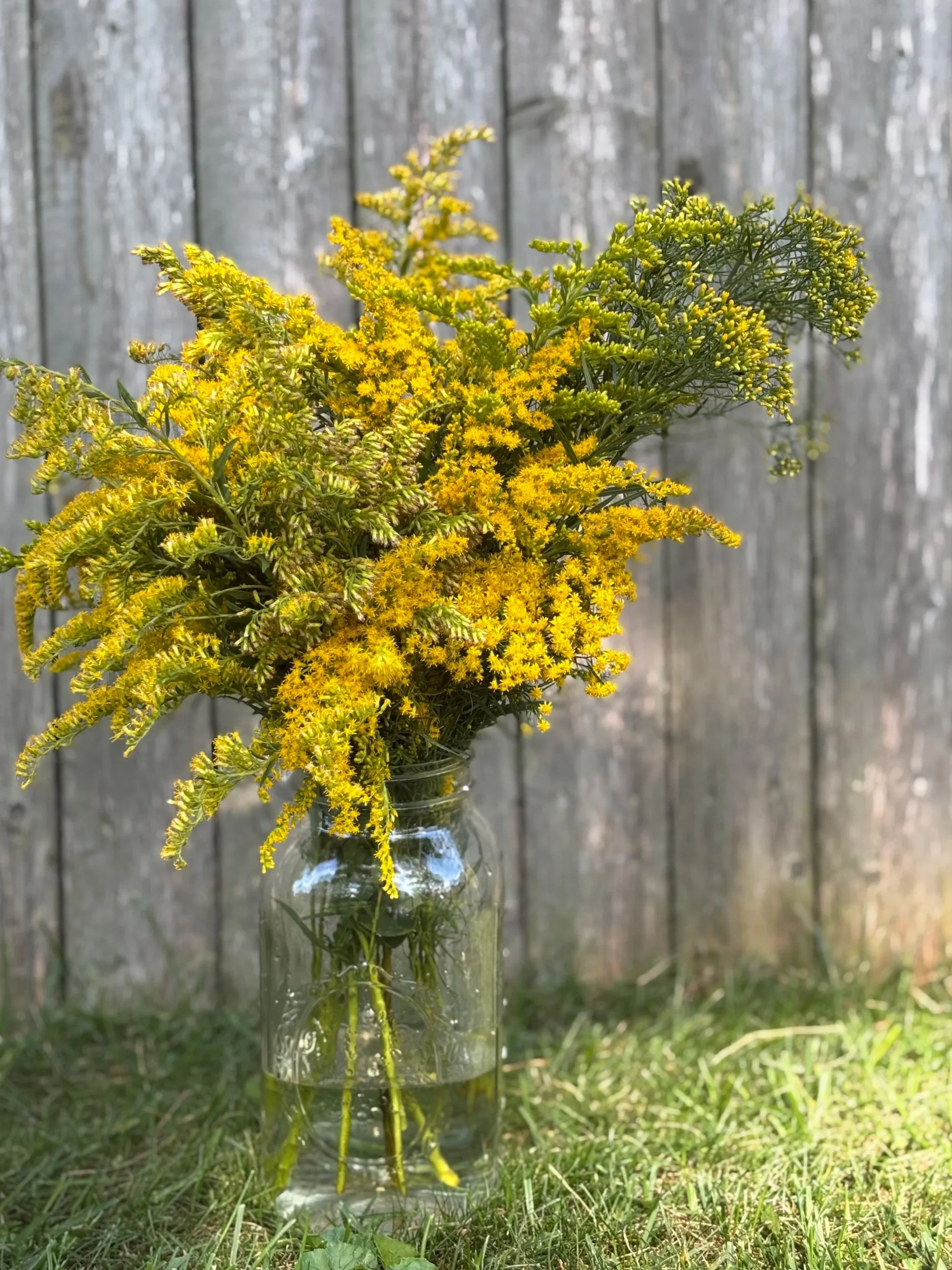 Gathered: Goldenrod and Seasonal Botanicals Foraging & Dye Workshop