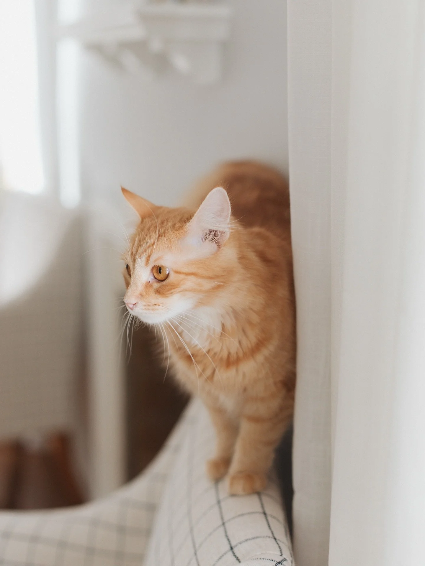 just over here trying to win the hearts of toddlers and fur-babies 💕💕

#clevelandphotographer&nbsp;#ohiophotographer&nbsp;#clevelandfamilyphotographer&nbsp;#ohiofamilyphotographer&nbsp;#lifestylephotographer&nbsp;#naturallightphotographer&nbsp;#mat