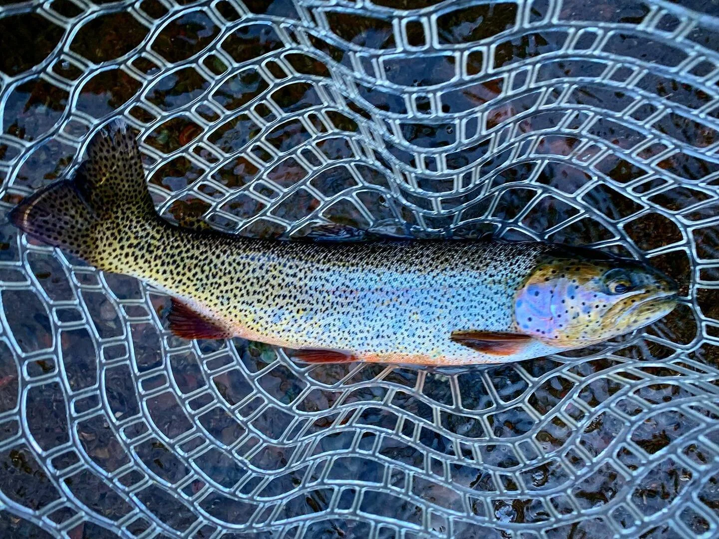Normally I don&rsquo;t think fish are all that great looking, but something about today...

#awkwardangler #brownfolksfishing #andthewayyoulooktonight