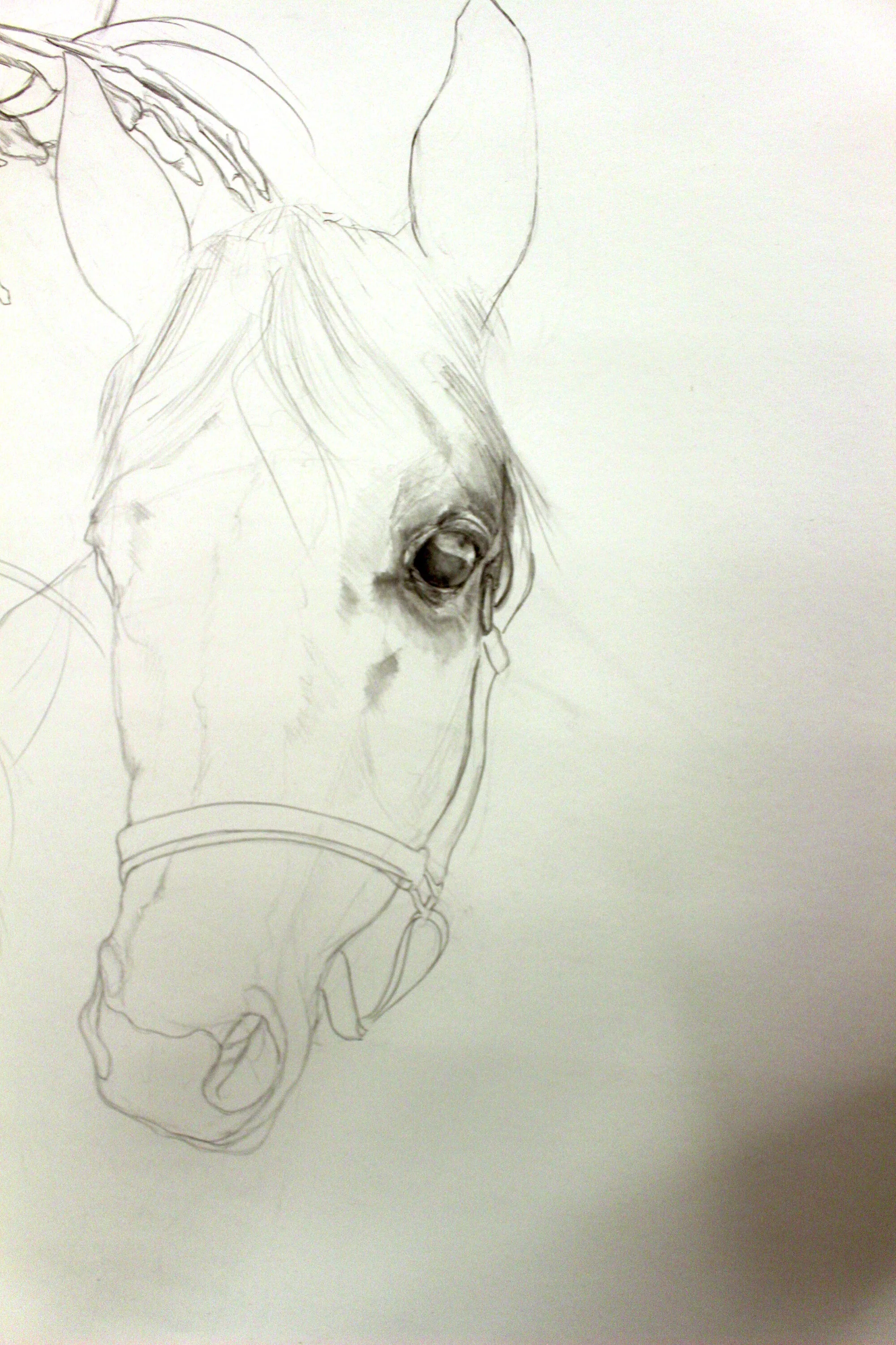 horse detail - website.jpg