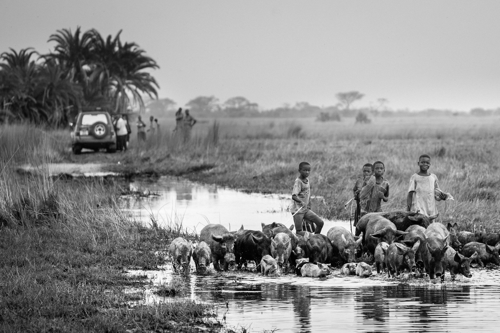 Children and adults crossing a river on foot, herding pigs, with a vehicle and trees in the background.