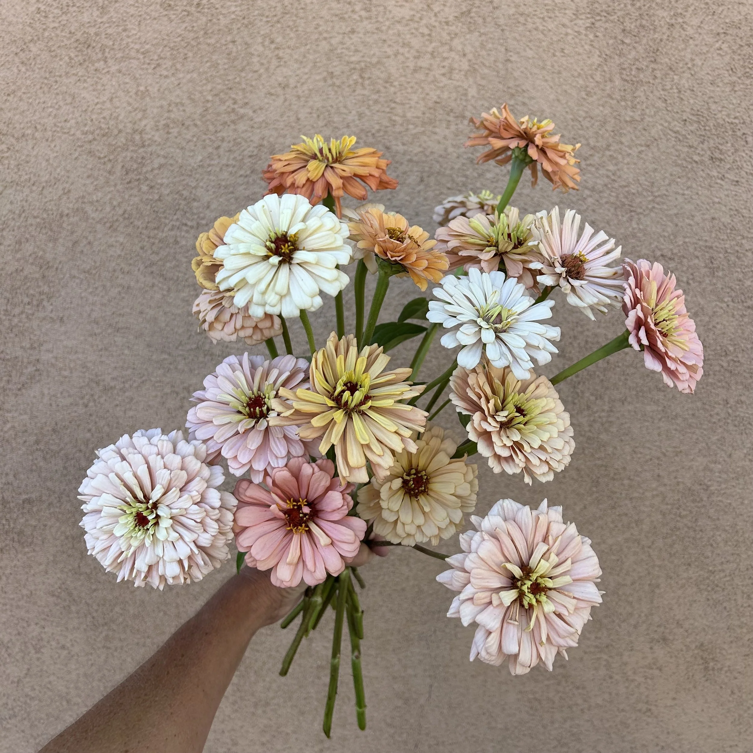 Zinnia - Dawn Creek Pastel