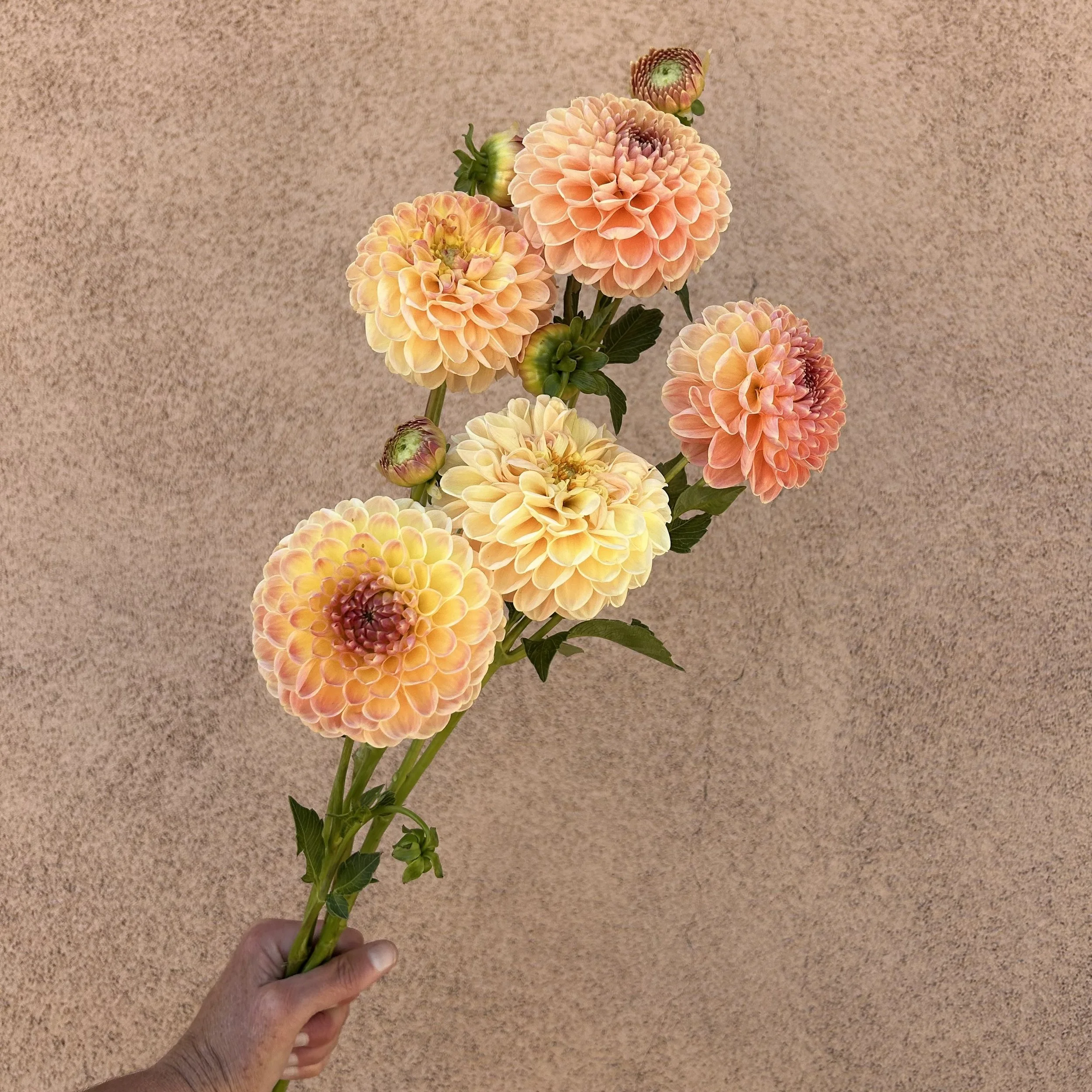 Dahlia - Crichton Honey