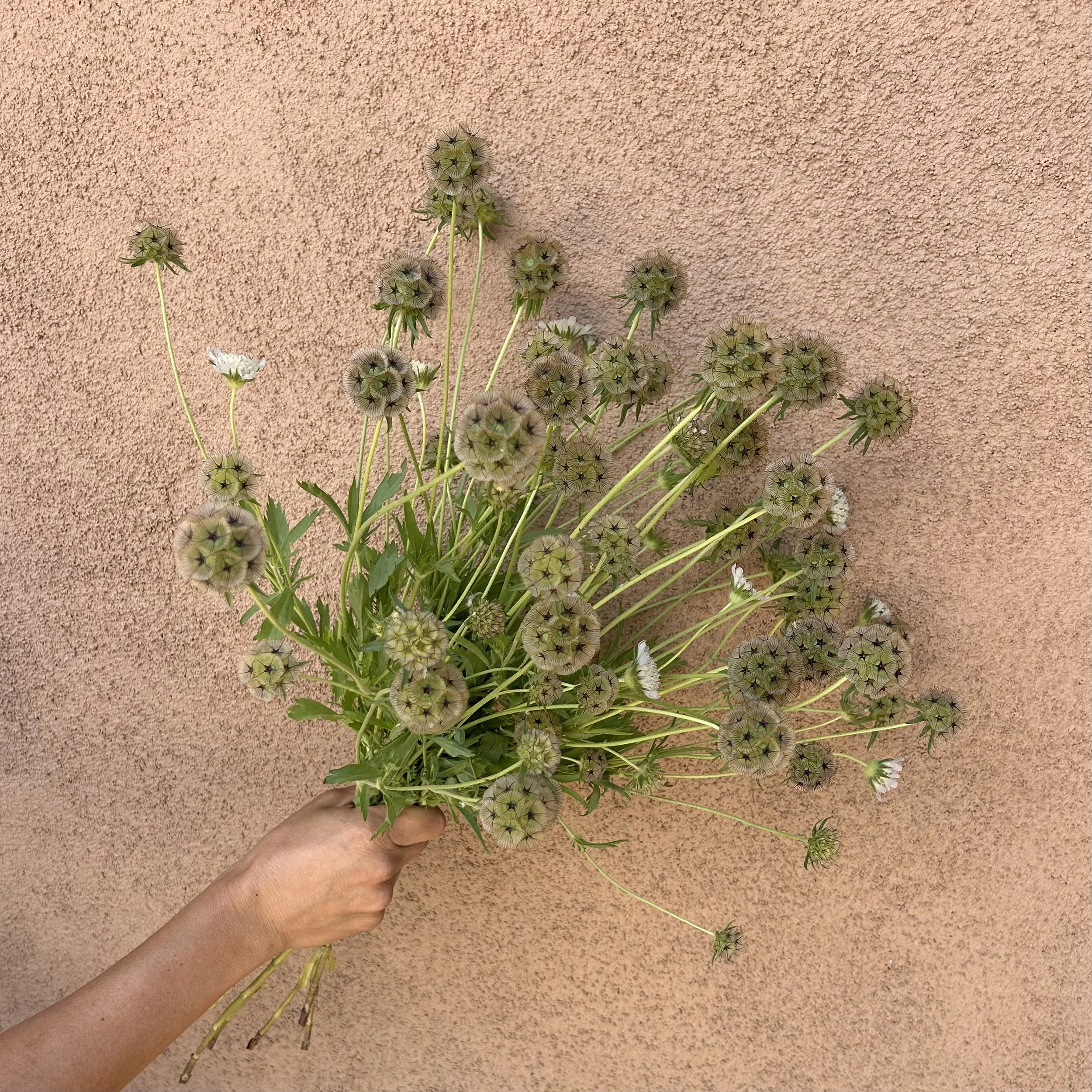 Scabiosa - Star Flower Seed Pods