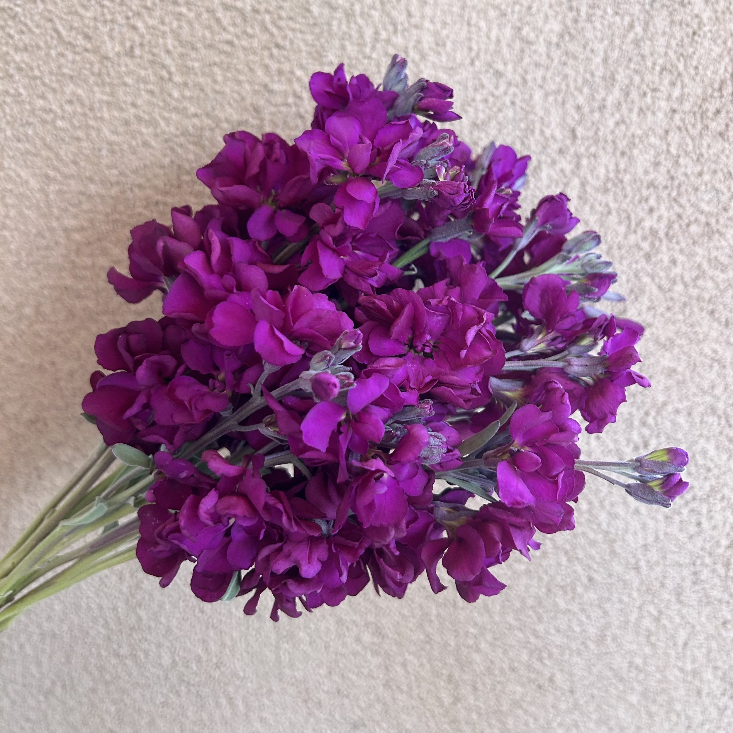 Stock - Purple