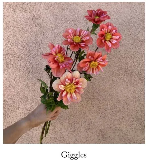 Giggles with label.jpg