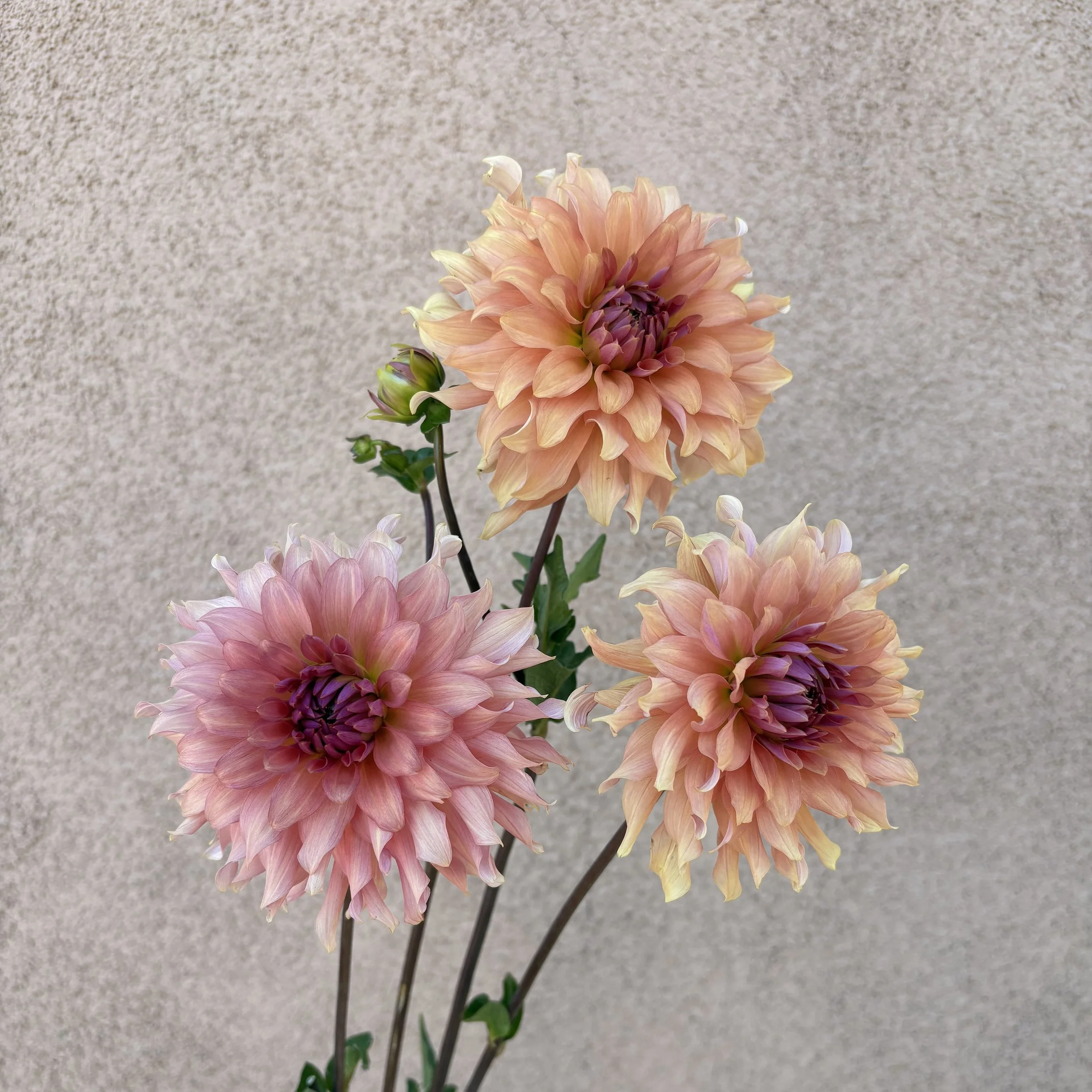 Dahlia - Terracotta