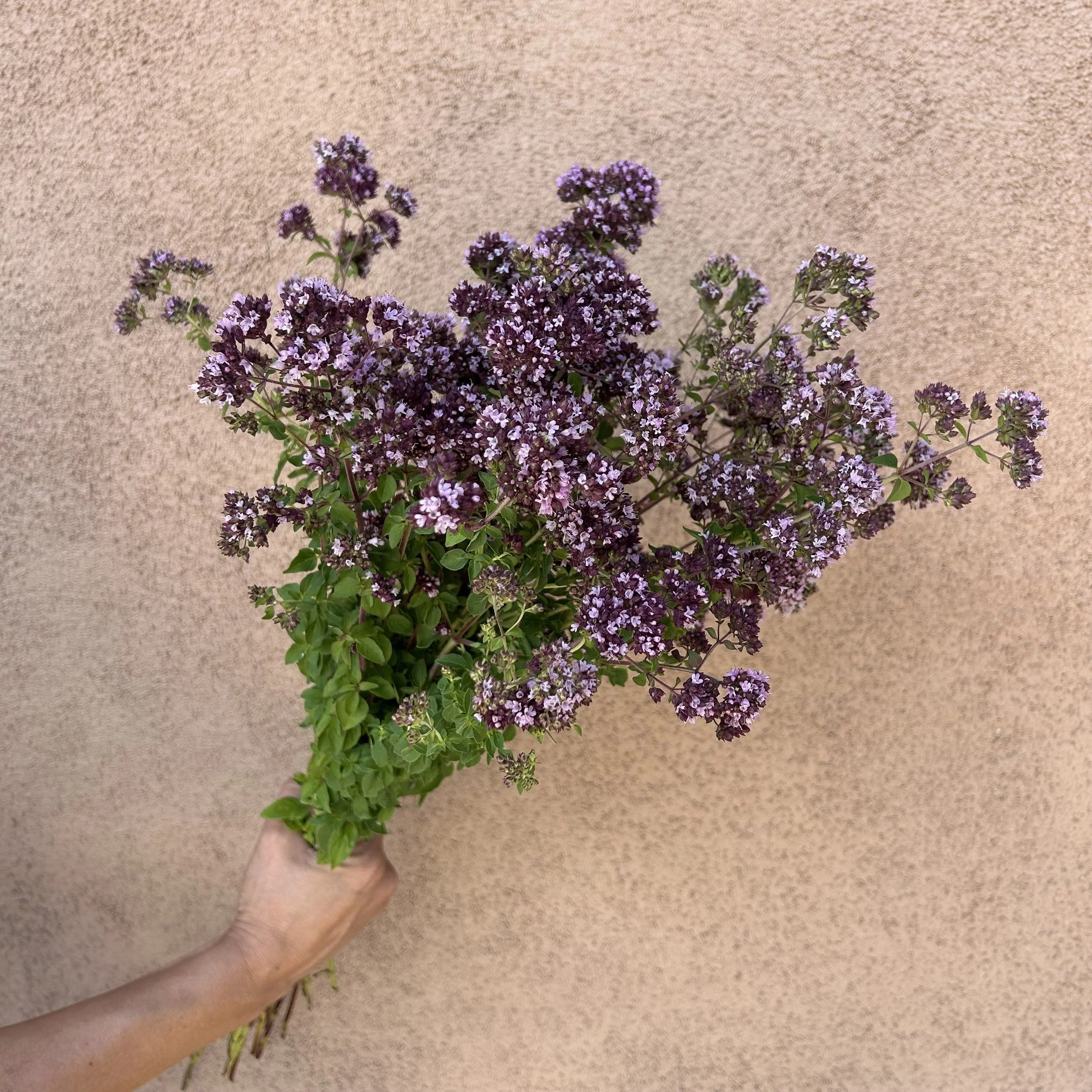 Marjoram