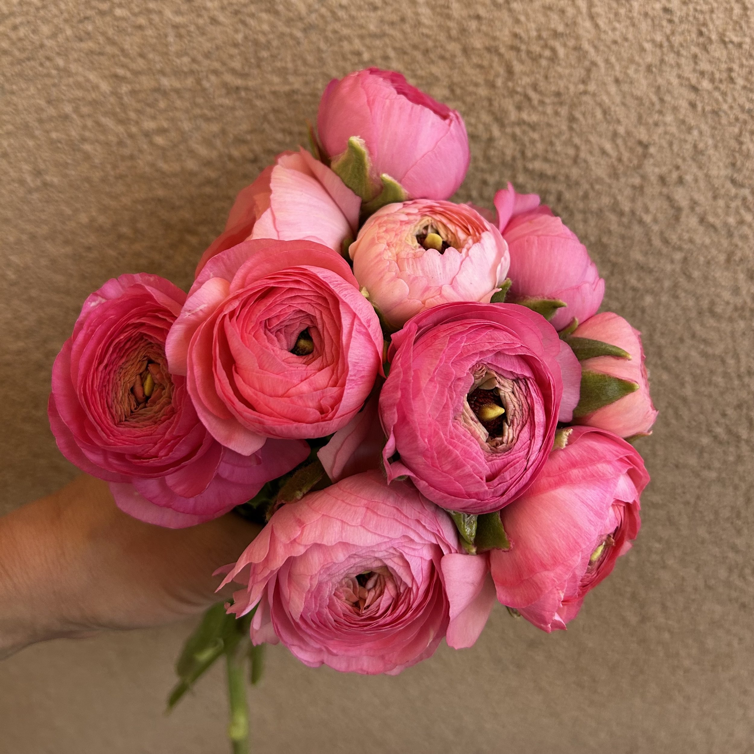 Ranunculus - Pink