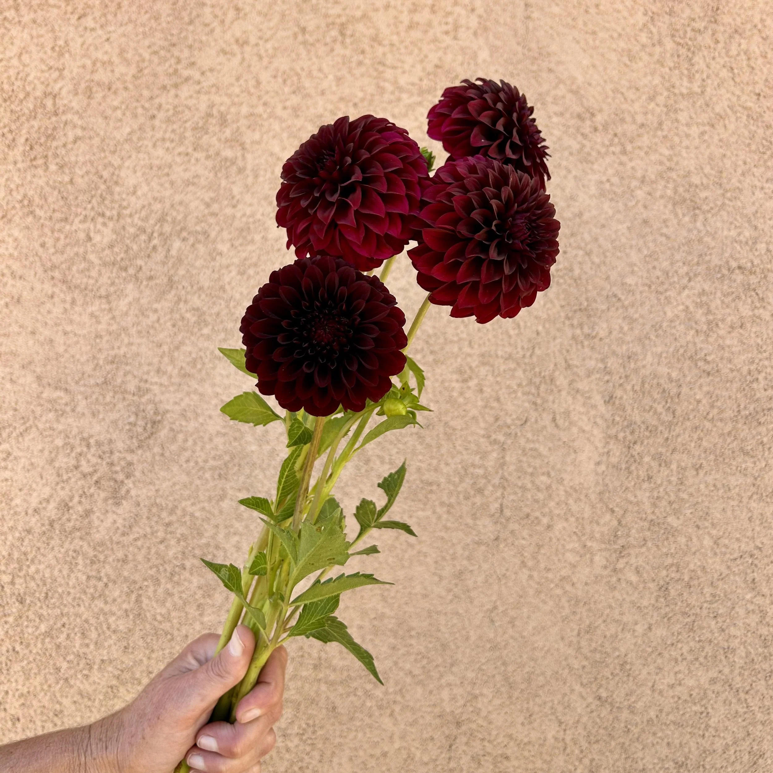 Dahlia - Black Satin