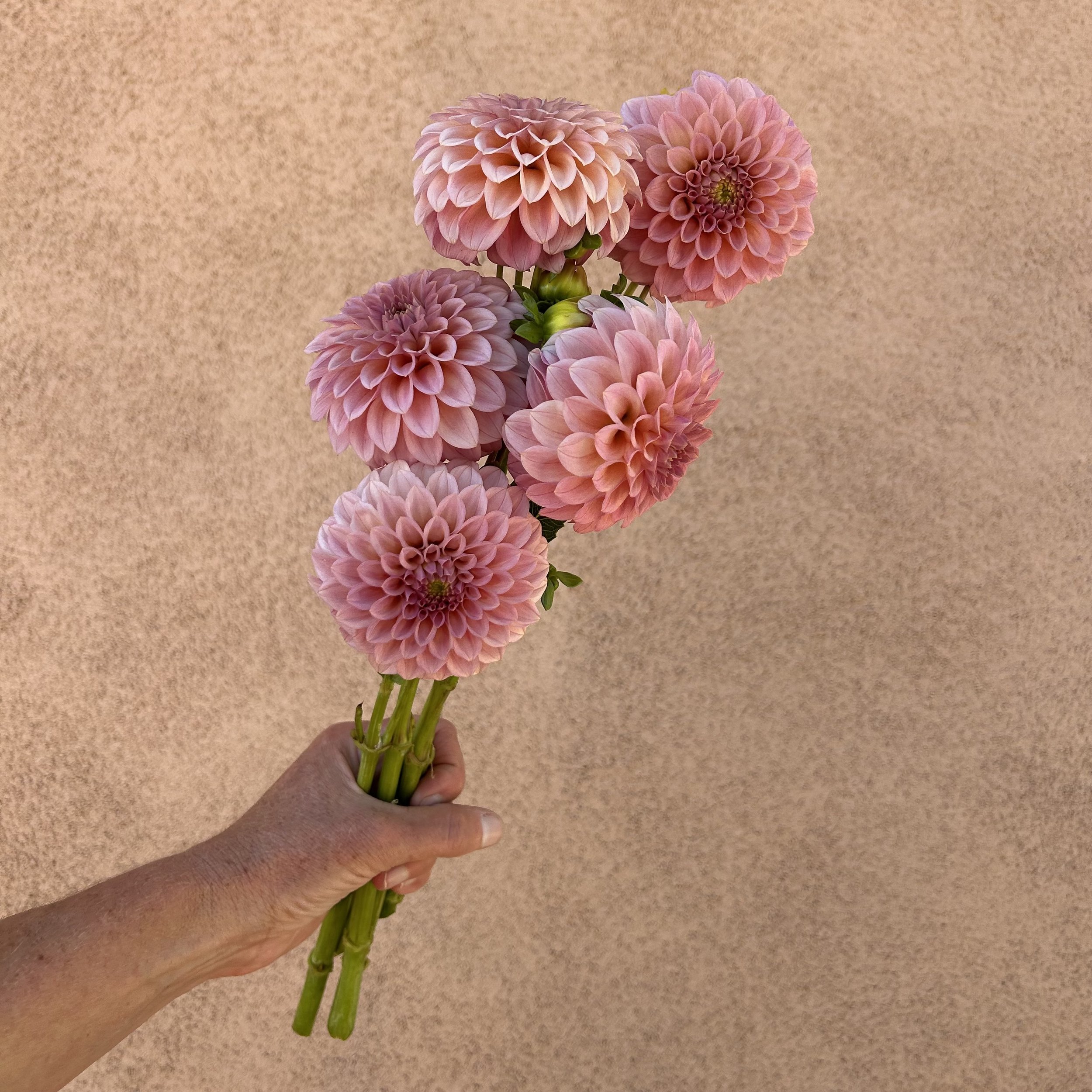 Dahlia - Rock Run Ashley