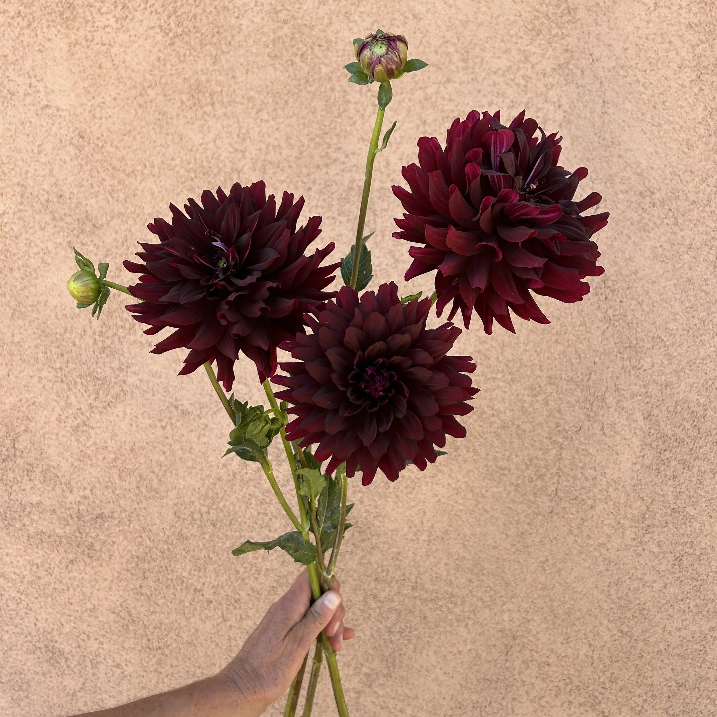 Dahlia - Holly Hill Black Beauty