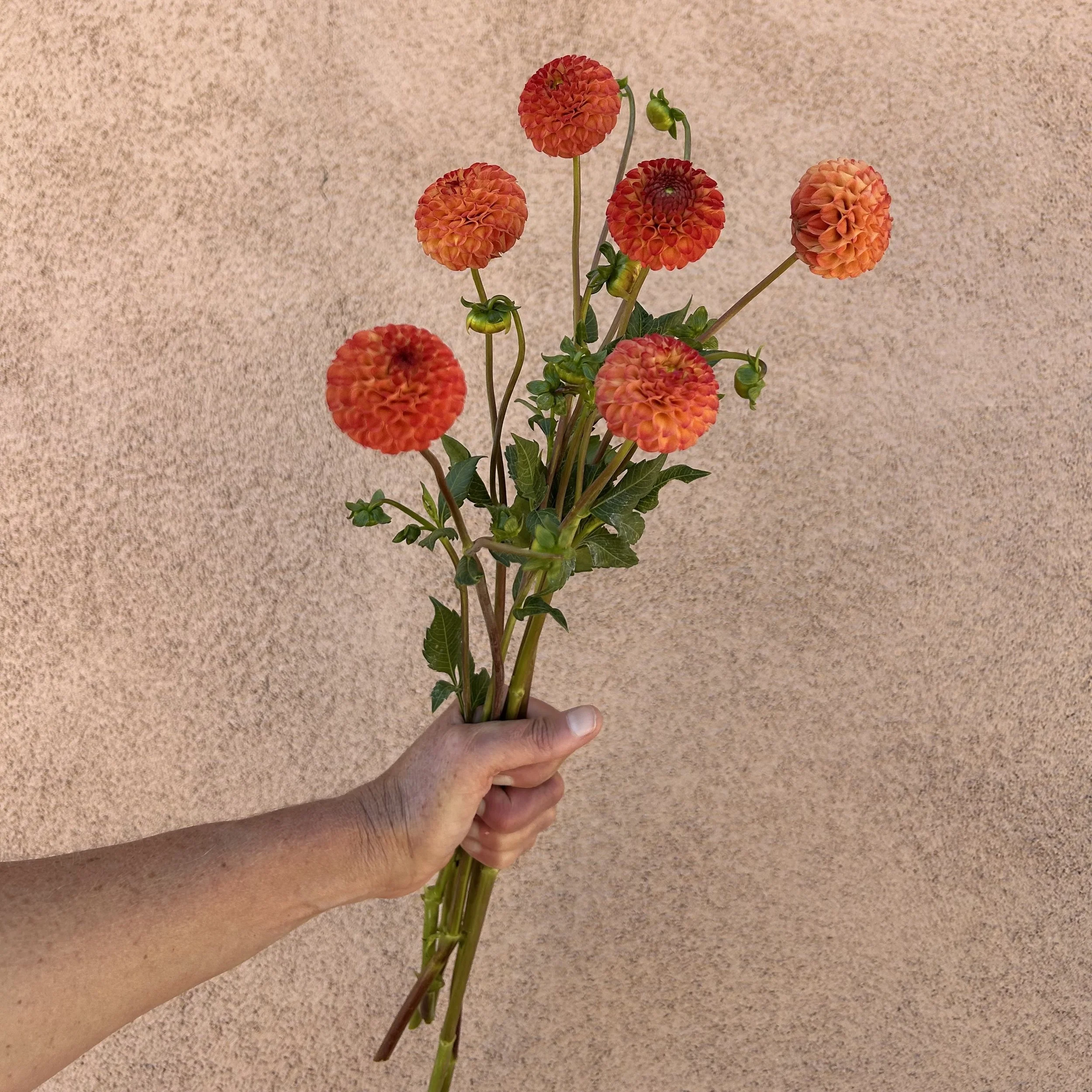 Dahlia - Ginger Willow