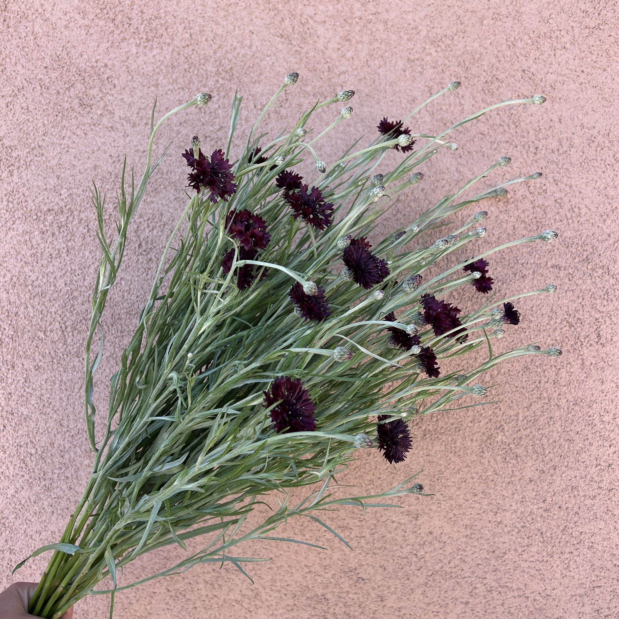 Centaurea (aka Bachelor Buttons) - Black